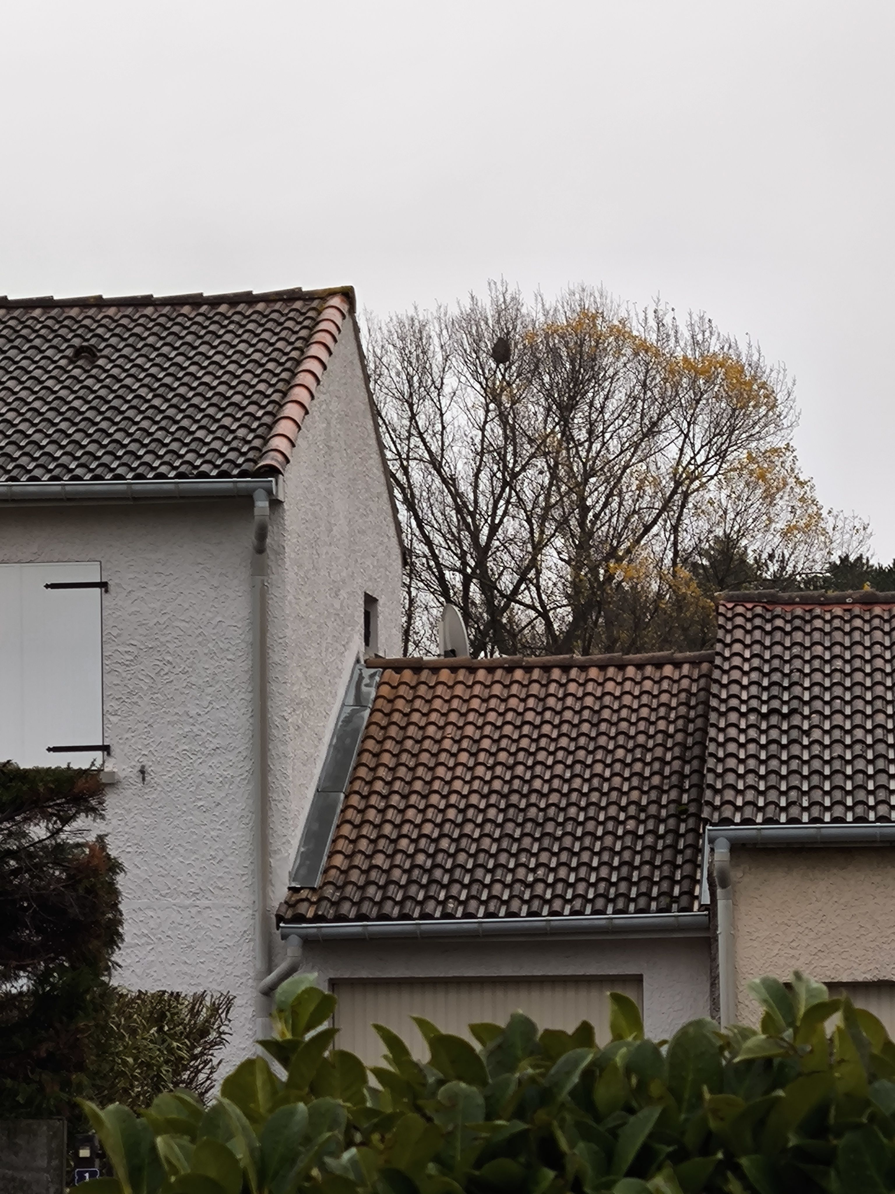 Photo du nid de frelon asiatique signalé à Baix