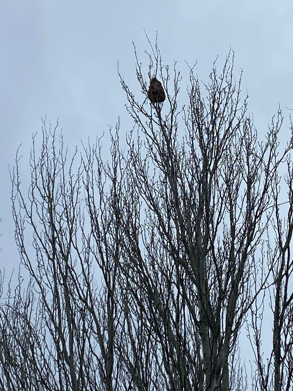 Photo du nid de frelon asiatique signalé à Châtellerault