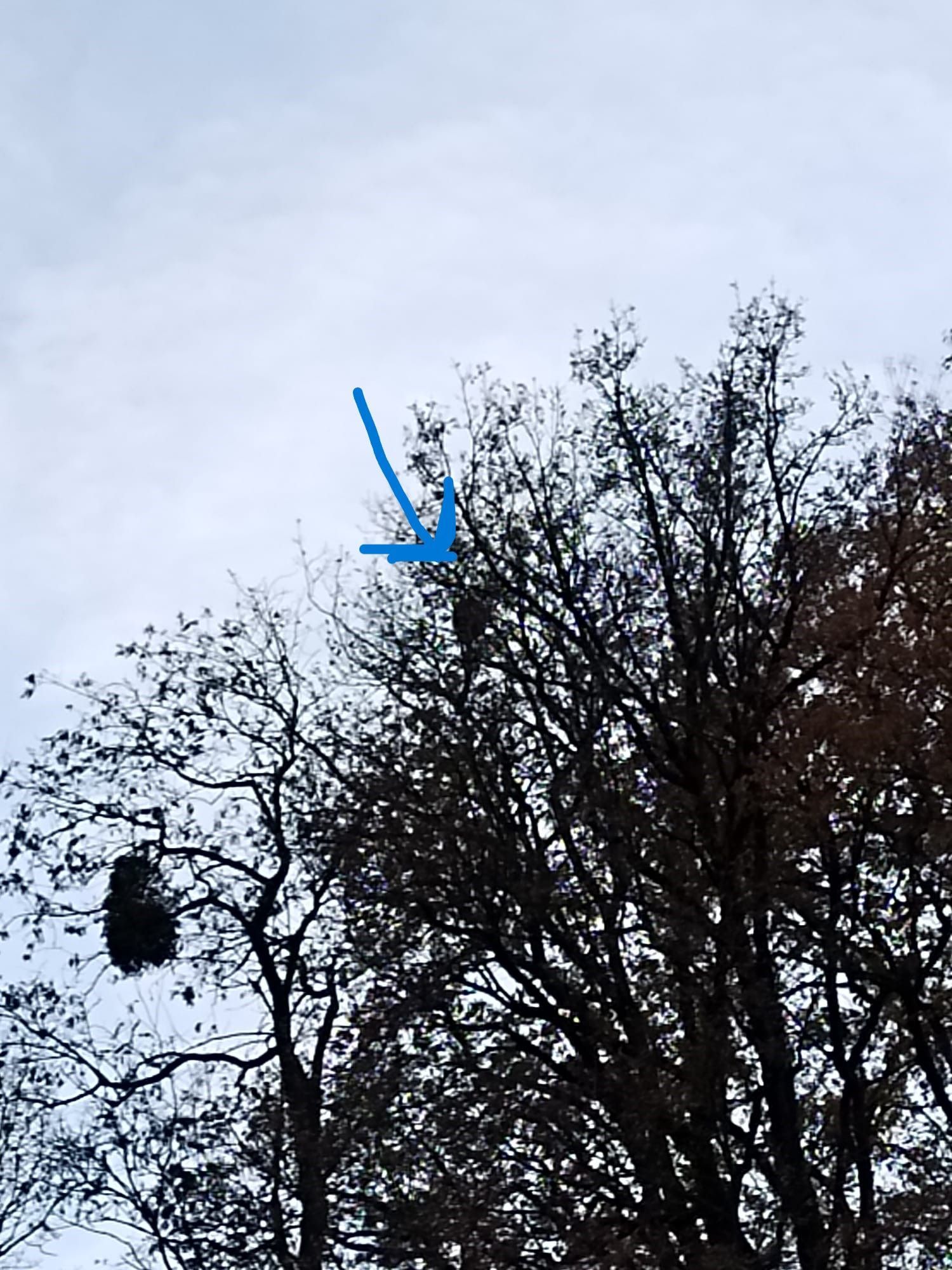 Photo du nid de frelon asiatique signalé à Antran