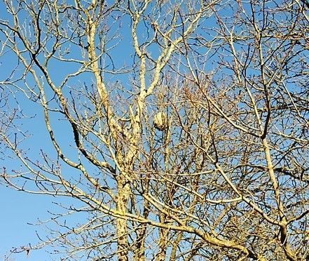 Nid de frelon asiatique perché dans un arbre