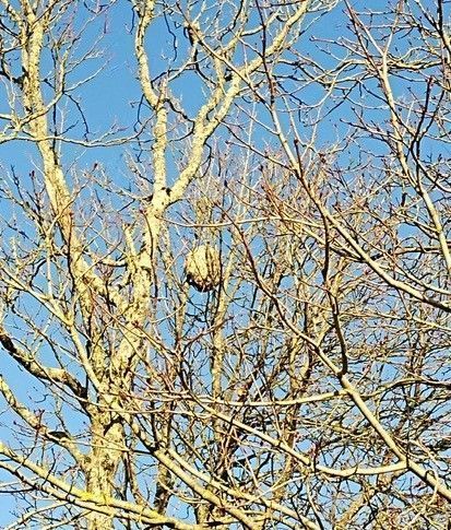 Photo du signalement #649