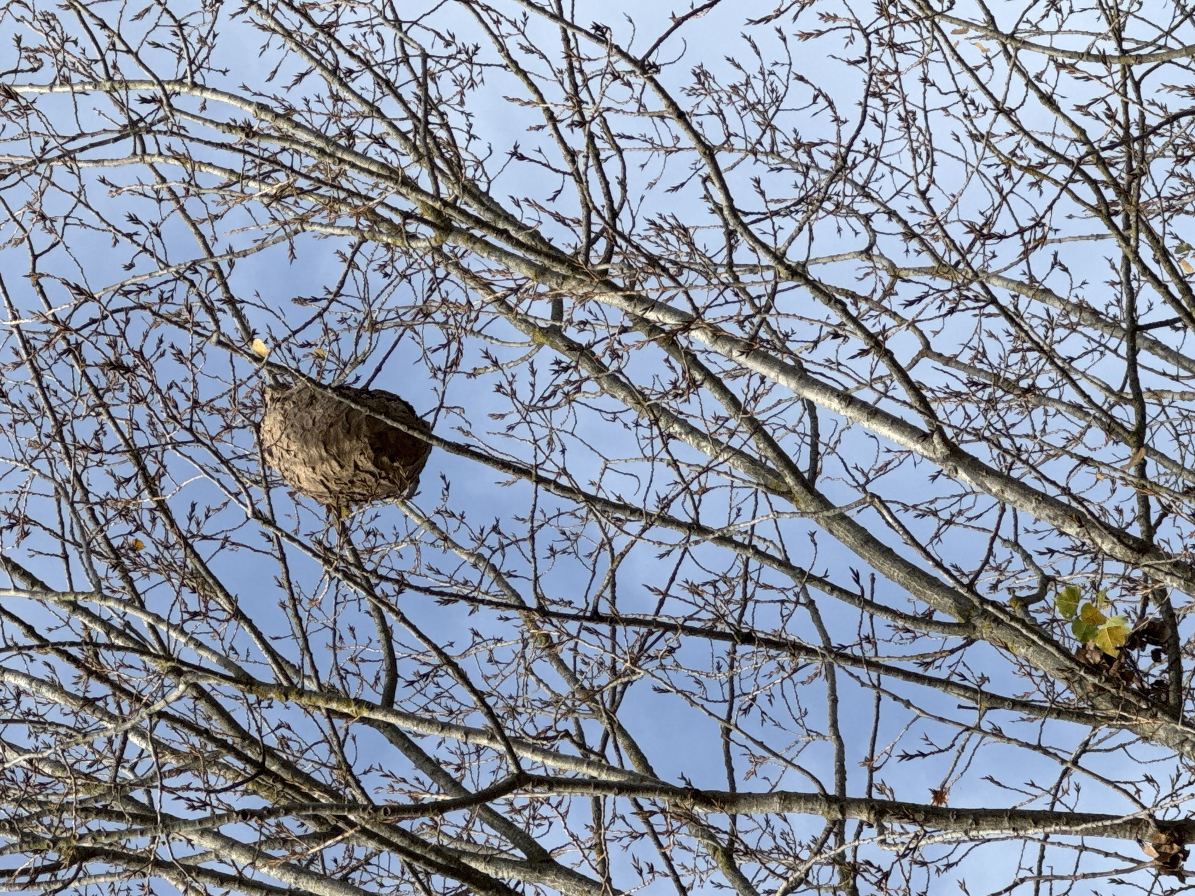 Photo du nid de frelon asiatique signalé à Mours