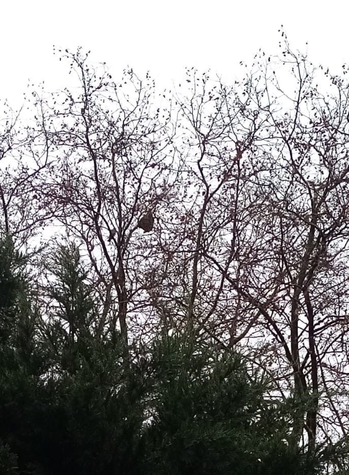 Photo du signalement #651