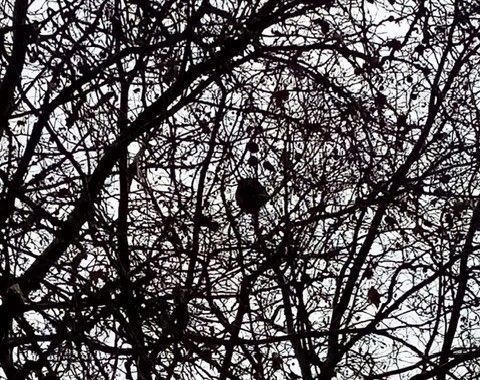 Photo du nid de frelon asiatique signalé à Châtellerault