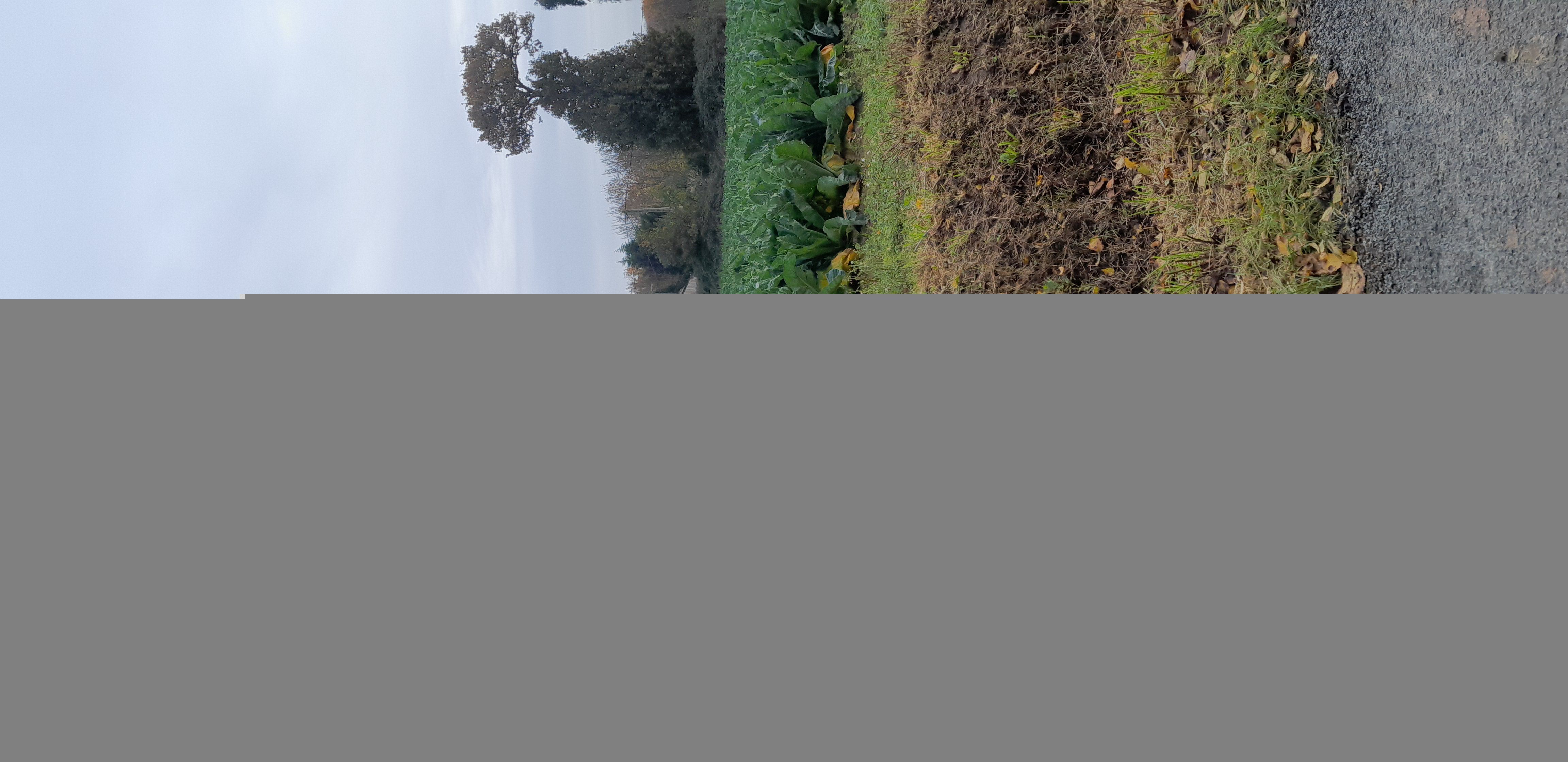 Photo du nid de frelon asiatique signalé à Pleurtuit