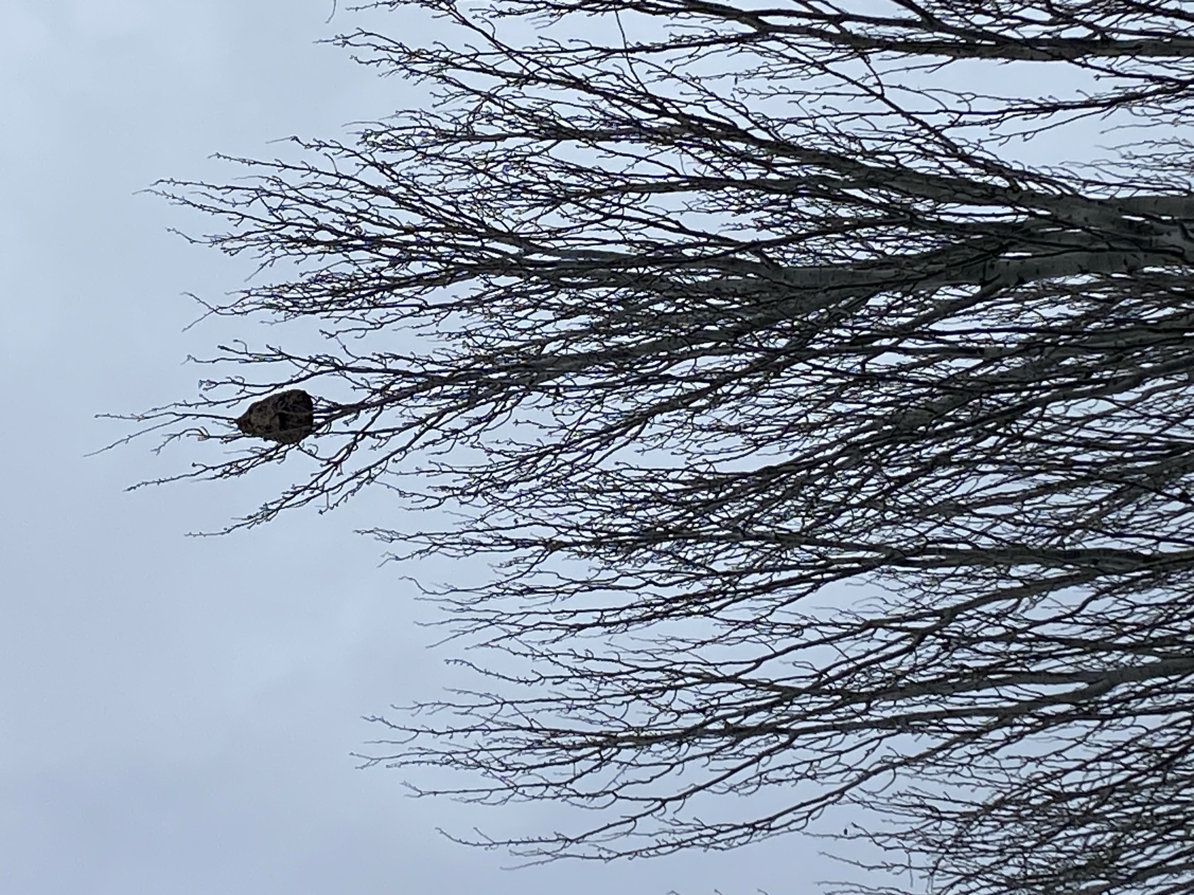 Photo du nid de frelon asiatique signalé à Châtellerault