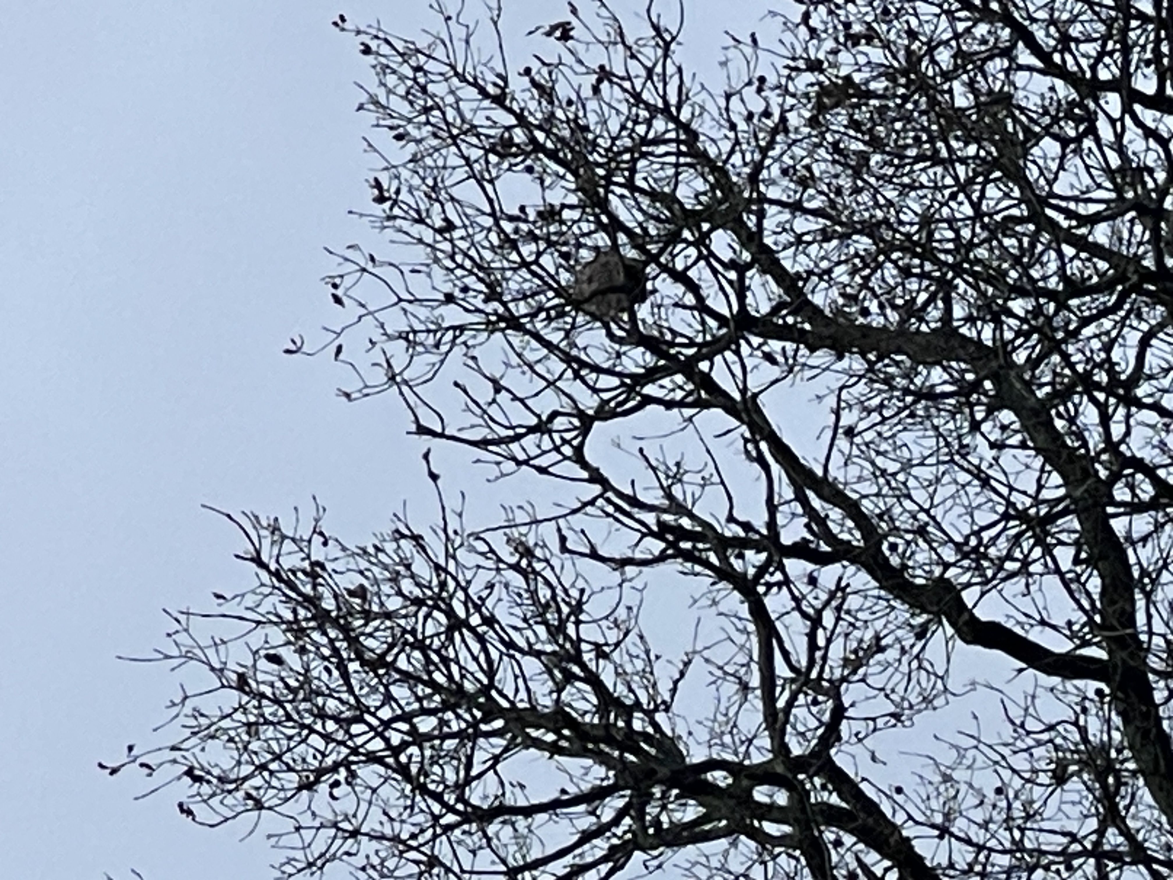 Photo du nid de frelon asiatique signalé à Le Leuy
