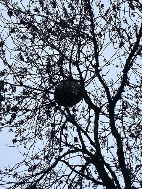 Nid sphérique de frelon asiatique