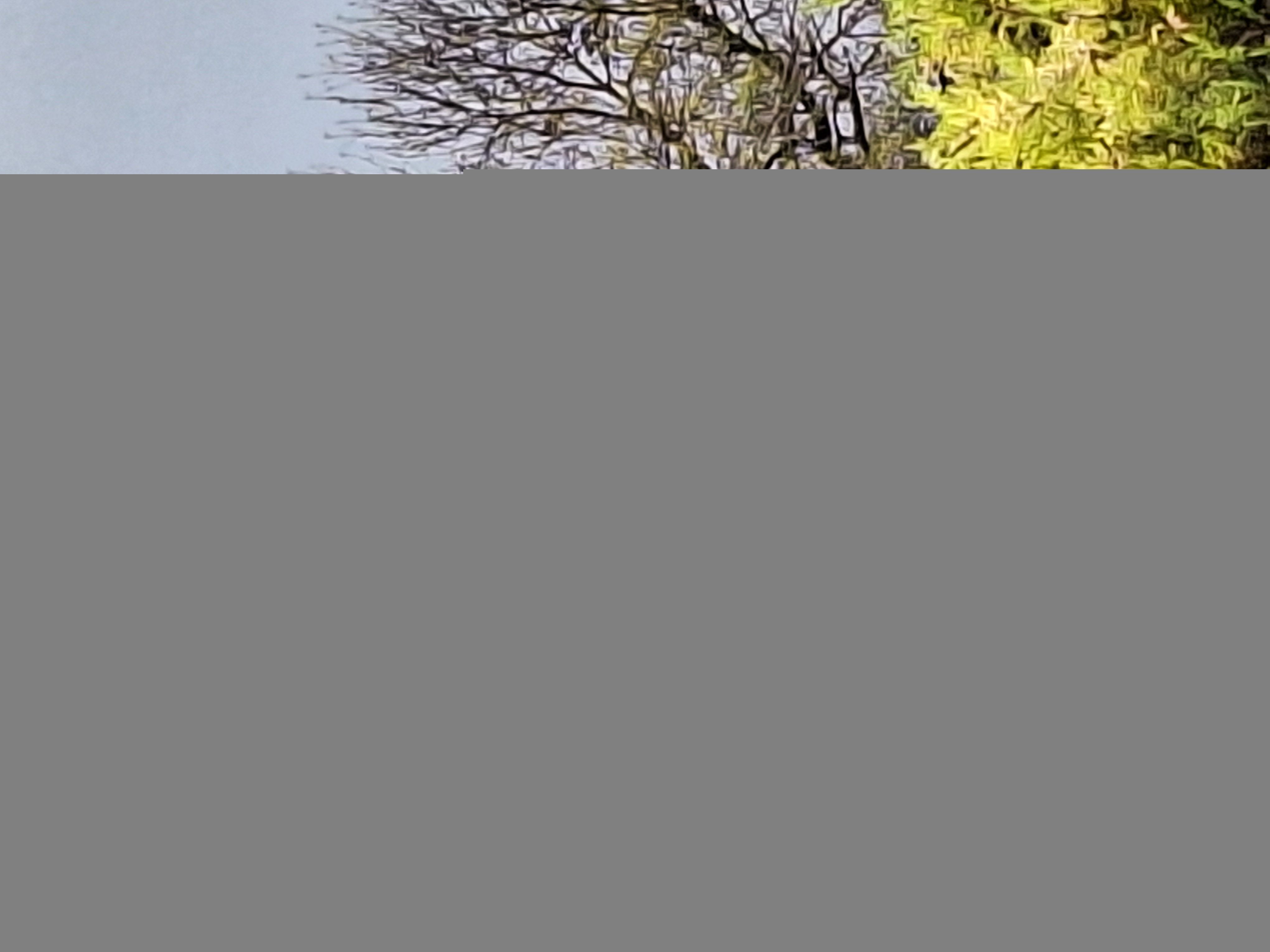 Photo du nid de frelon asiatique signalé à Jons