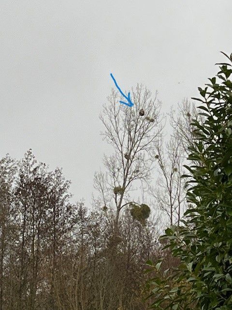 Photo du nid de frelon asiatique signalé à Beaumont Saint-Cyr
