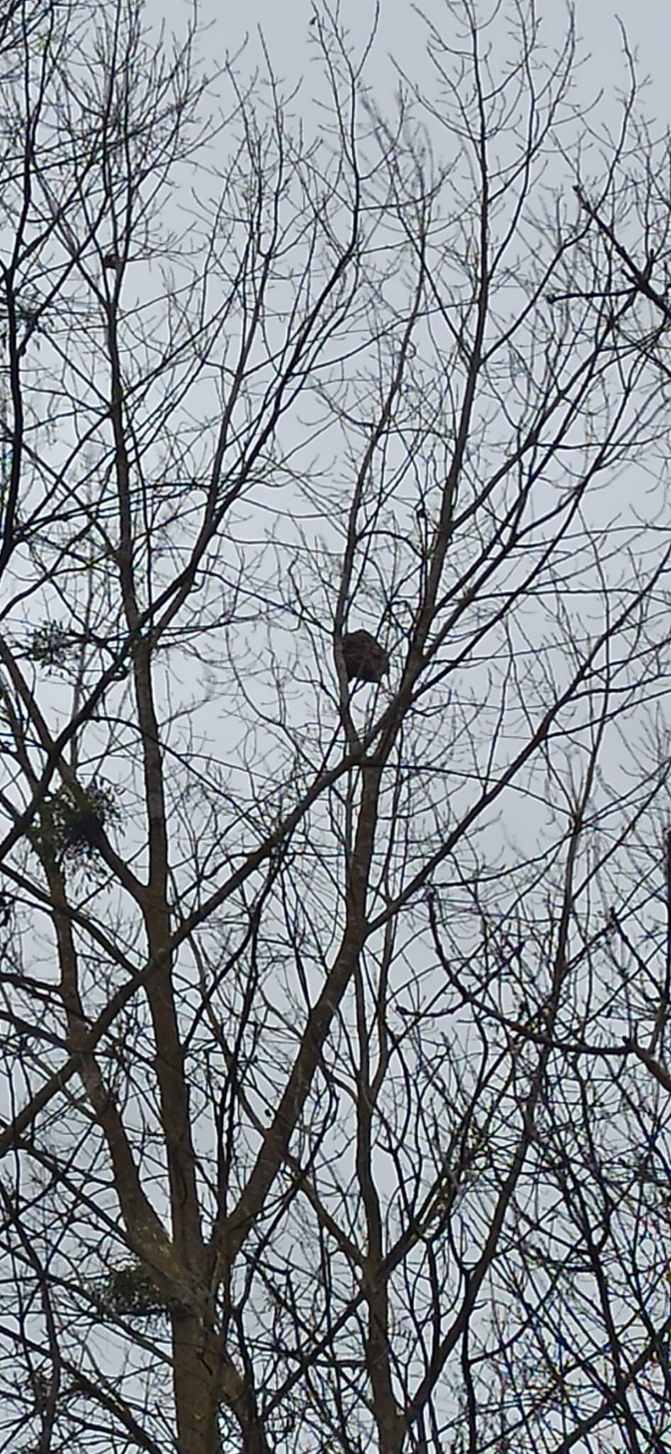 Photo du signalement #665