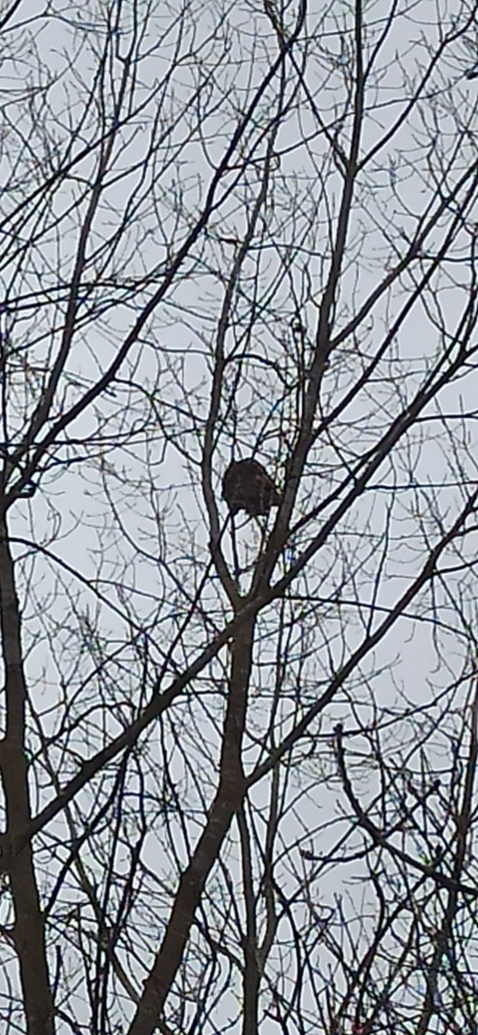 Photo du nid de frelon asiatique signalé à Chasseneuil-du-Poitou