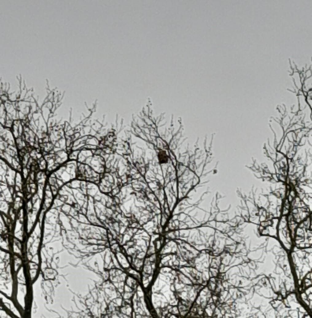 Photo du nid de frelon asiatique signalé à Châtellerault
