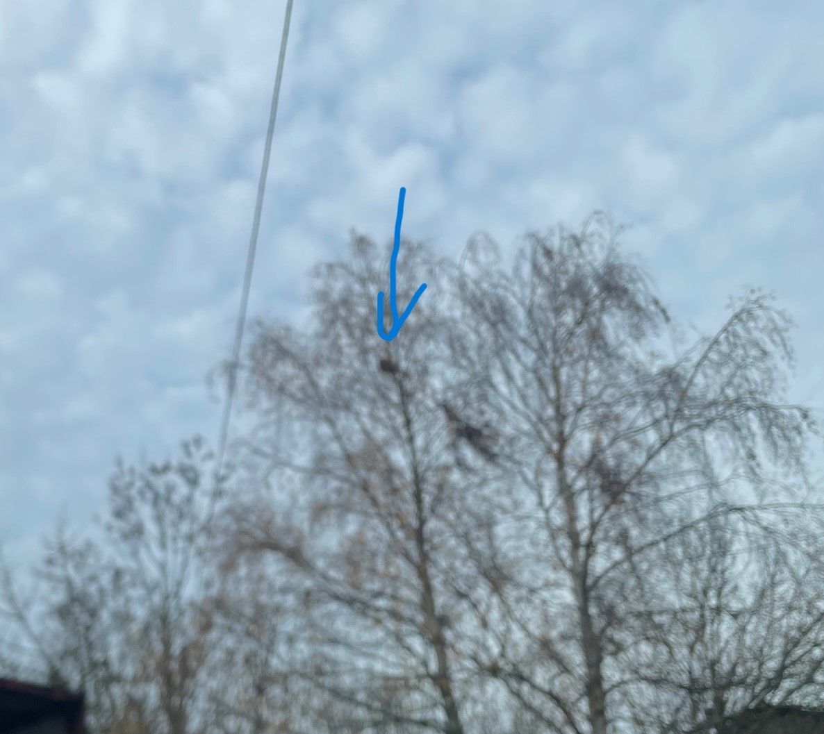 Photo du nid de frelon asiatique signalé à Chasseneuil-du-Poitou