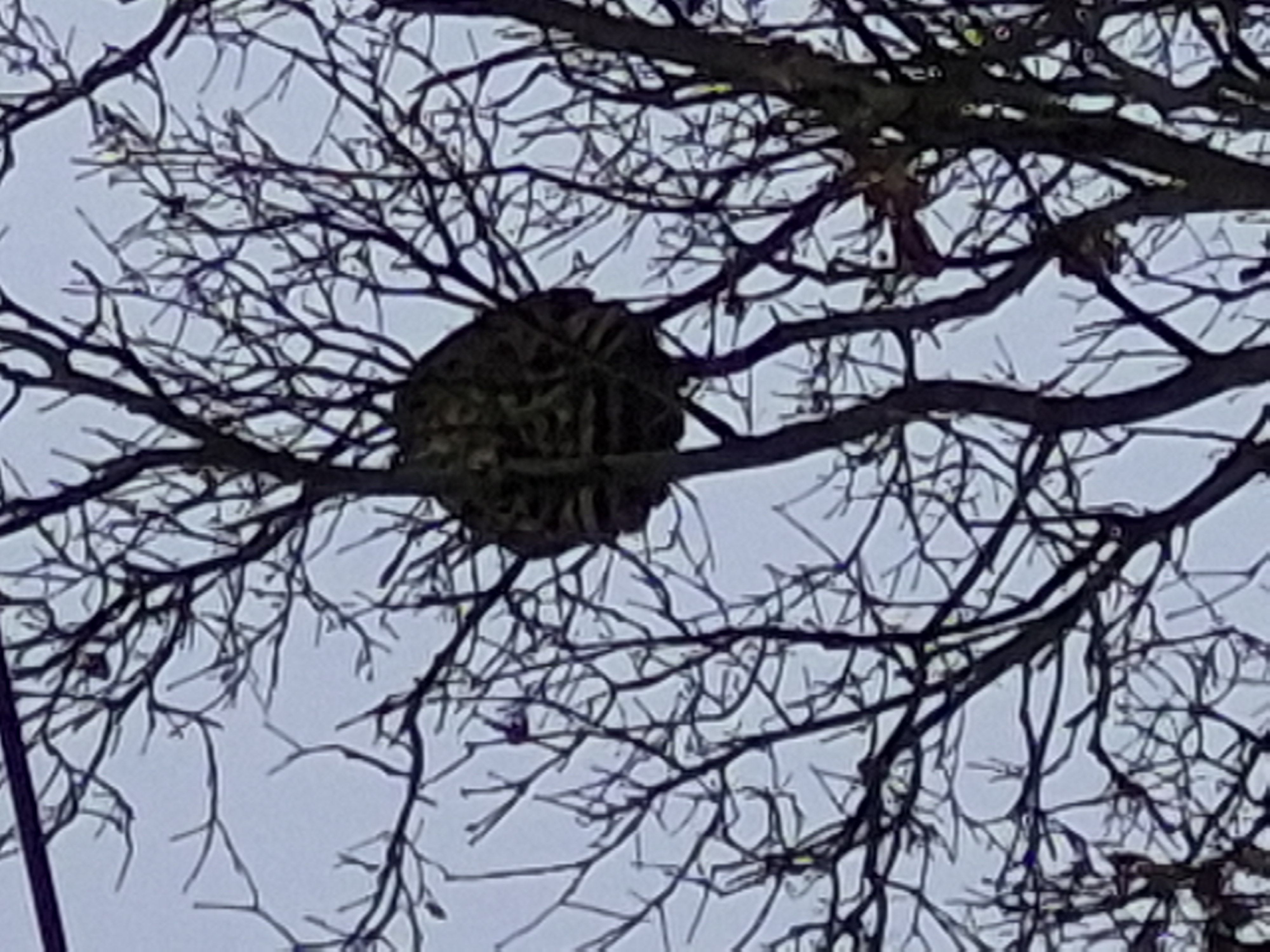 Nid de frelon asiatique dans un arbre