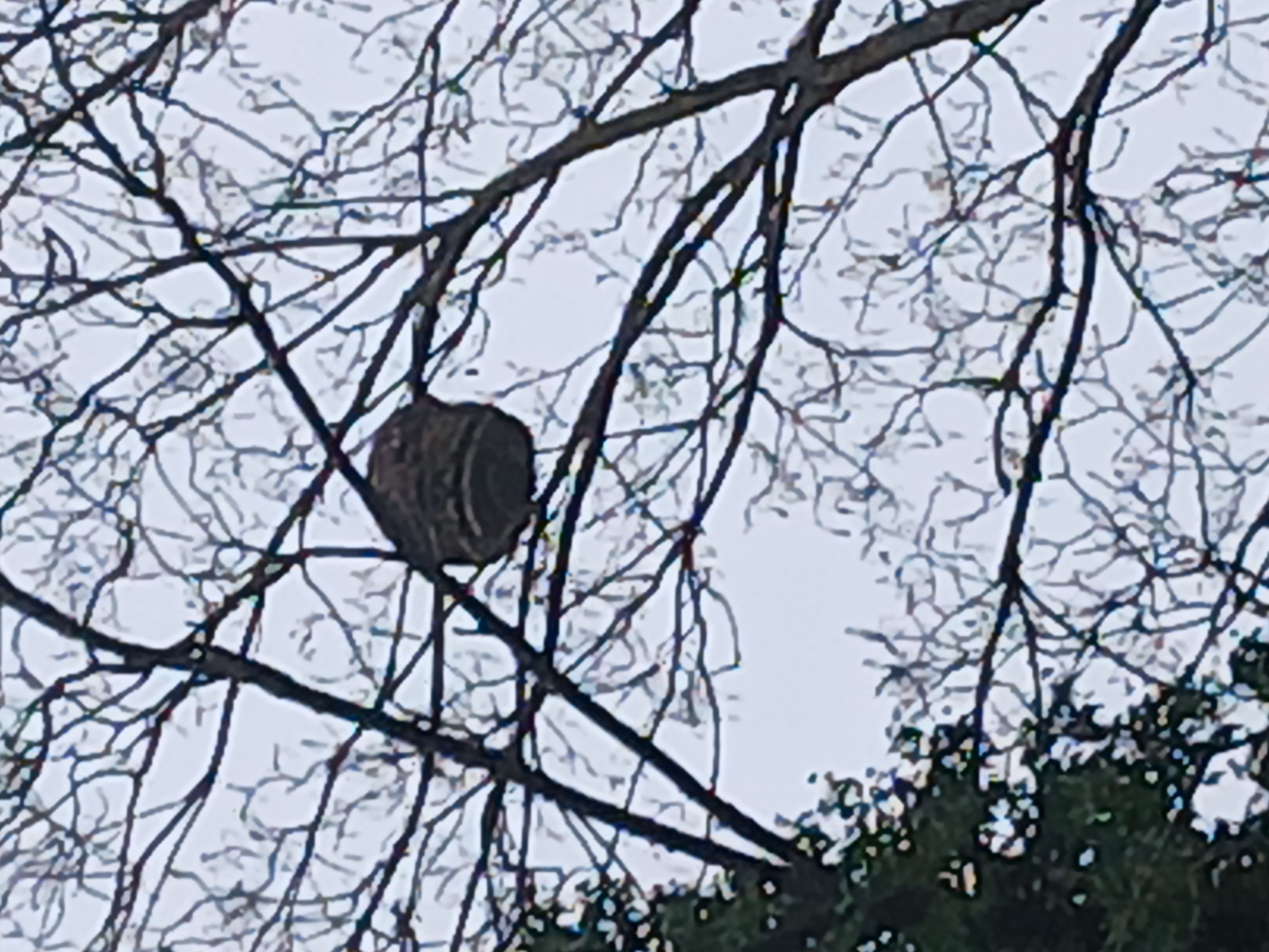 Photo du signalement #669