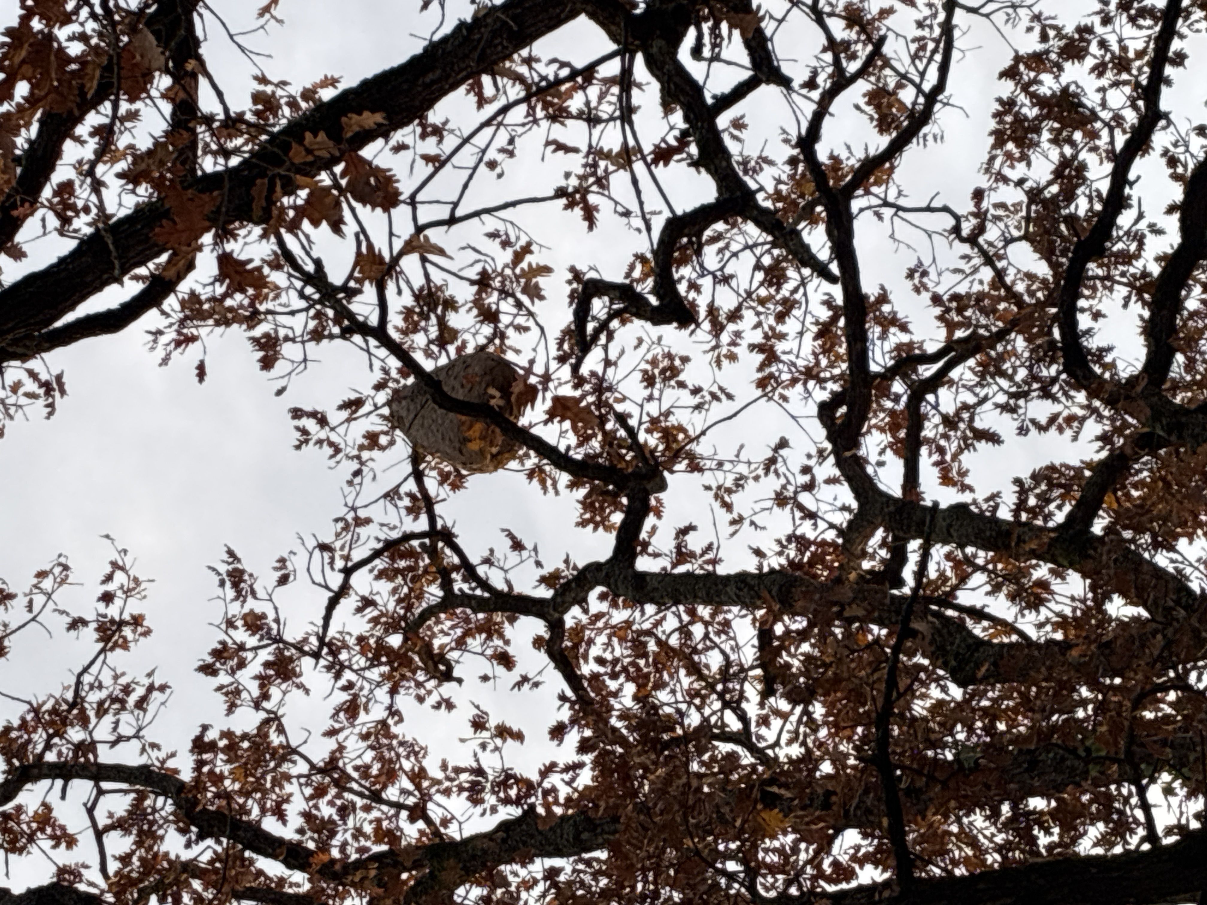 Photo du nid de frelon asiatique signalé à Abbaretz