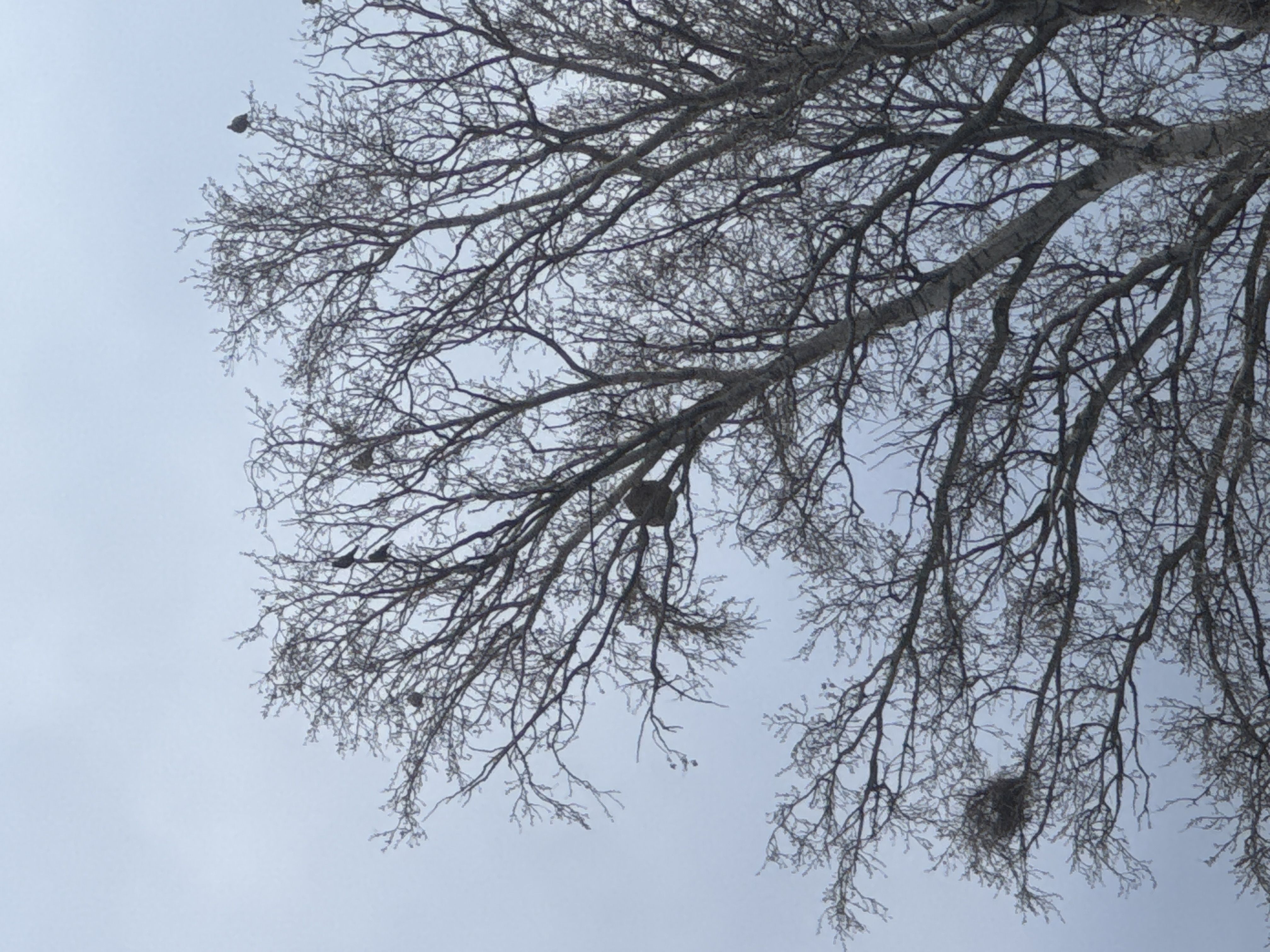 Photo du nid de frelon asiatique signalé à Marignane
