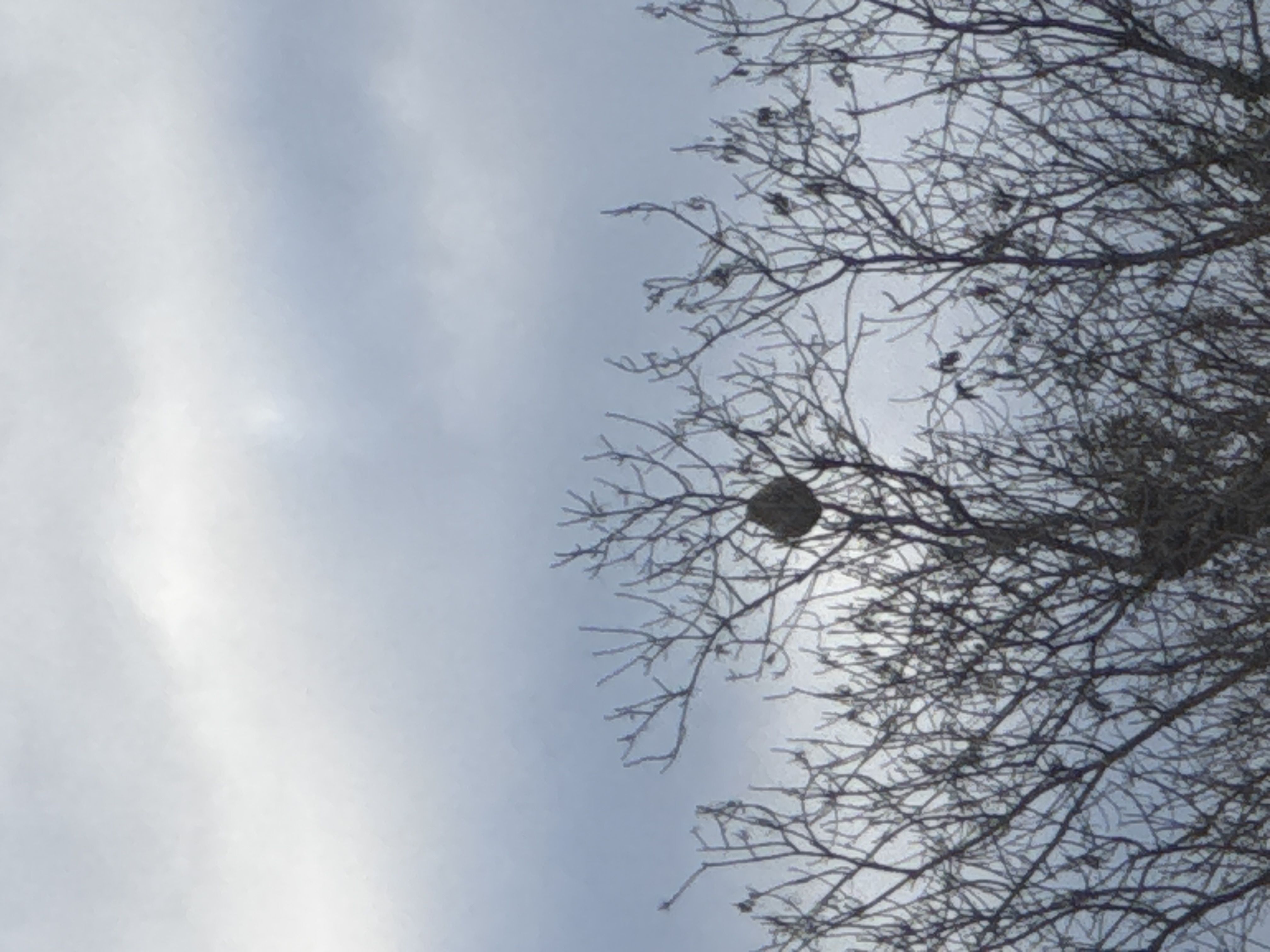 Photo du nid de frelon asiatique signalé à Marignane