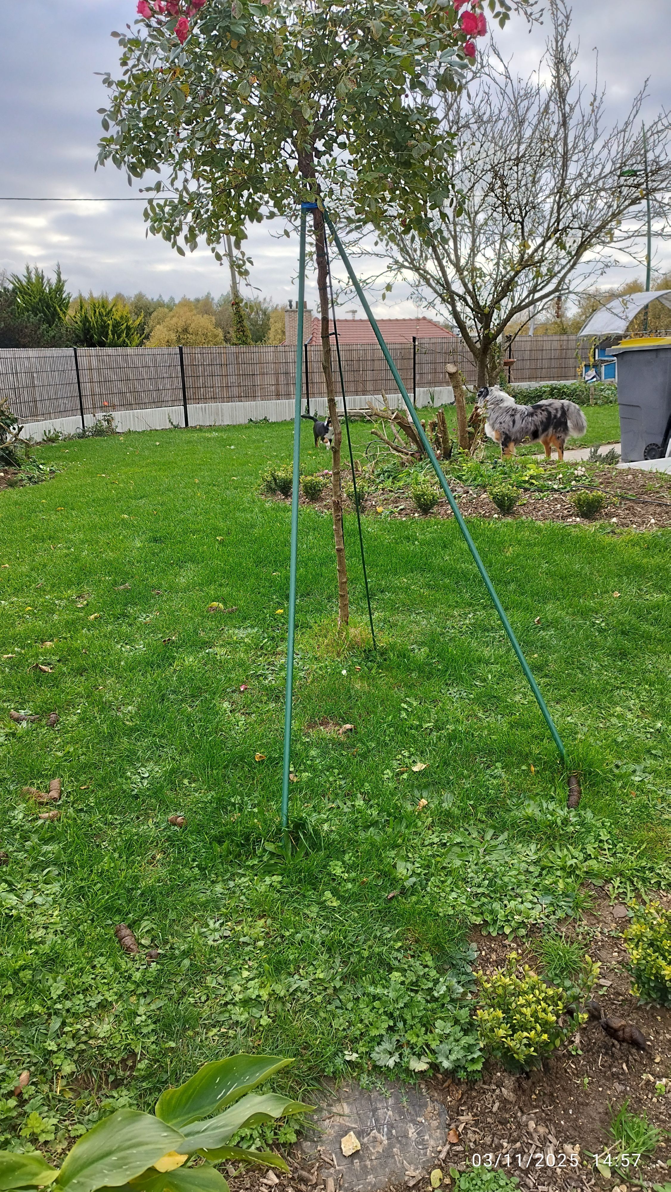 Photo du nid de frelon asiatique signalé à Claviers