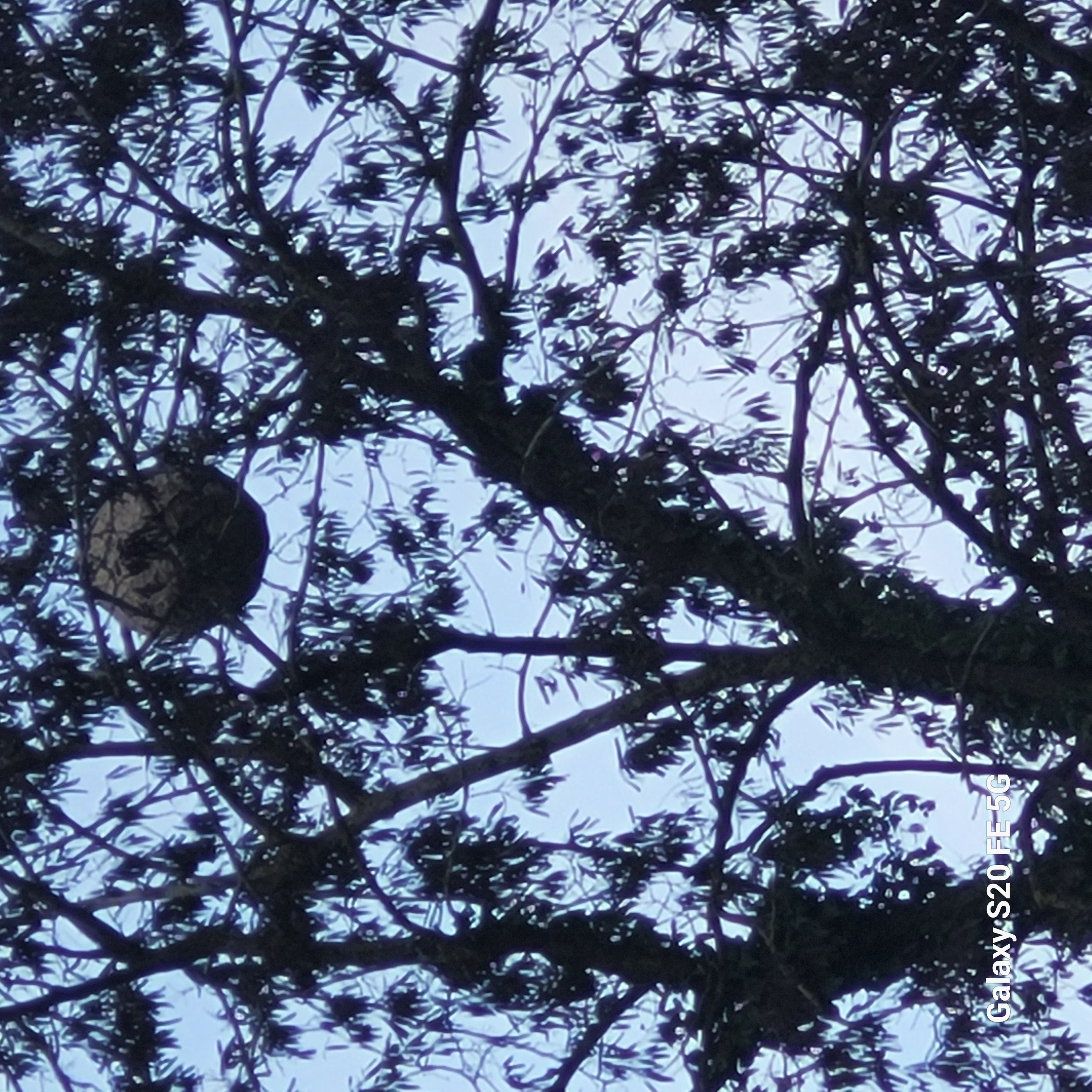 Photo du nid de frelon asiatique signalé à Montlhéry