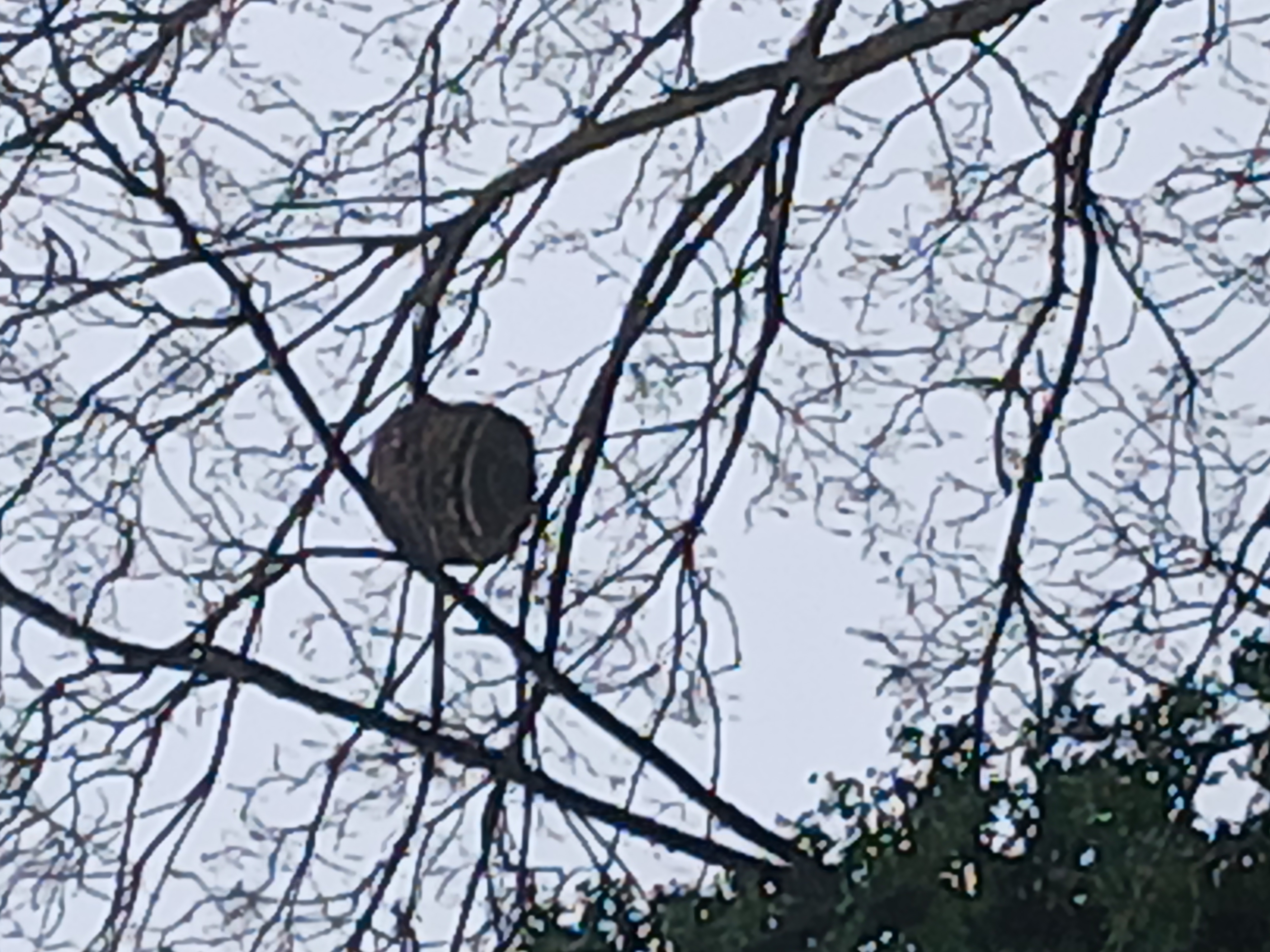 Nid neutralisé à Nançay