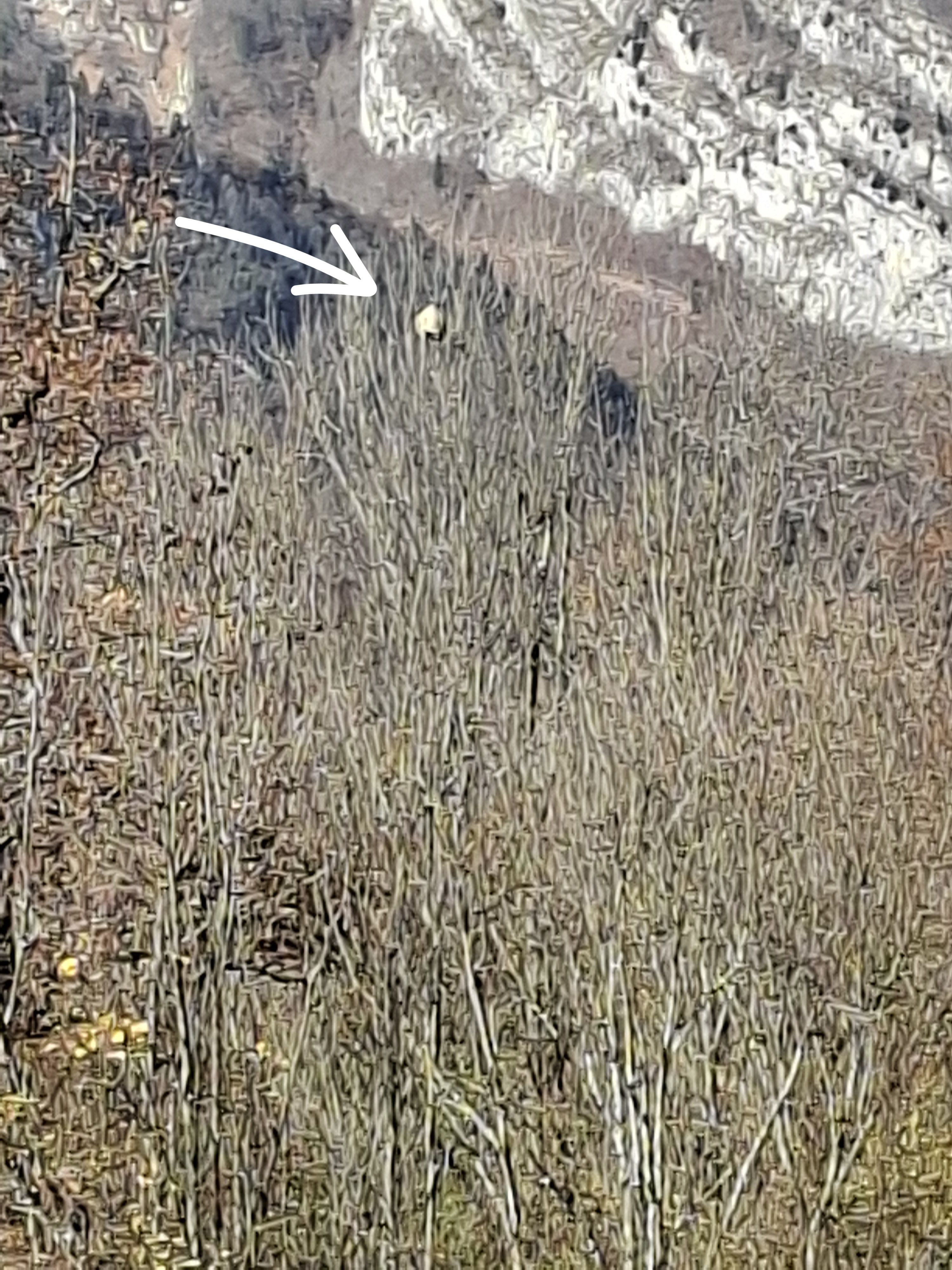 Nid neutralisé à Gilly-sur-Isère