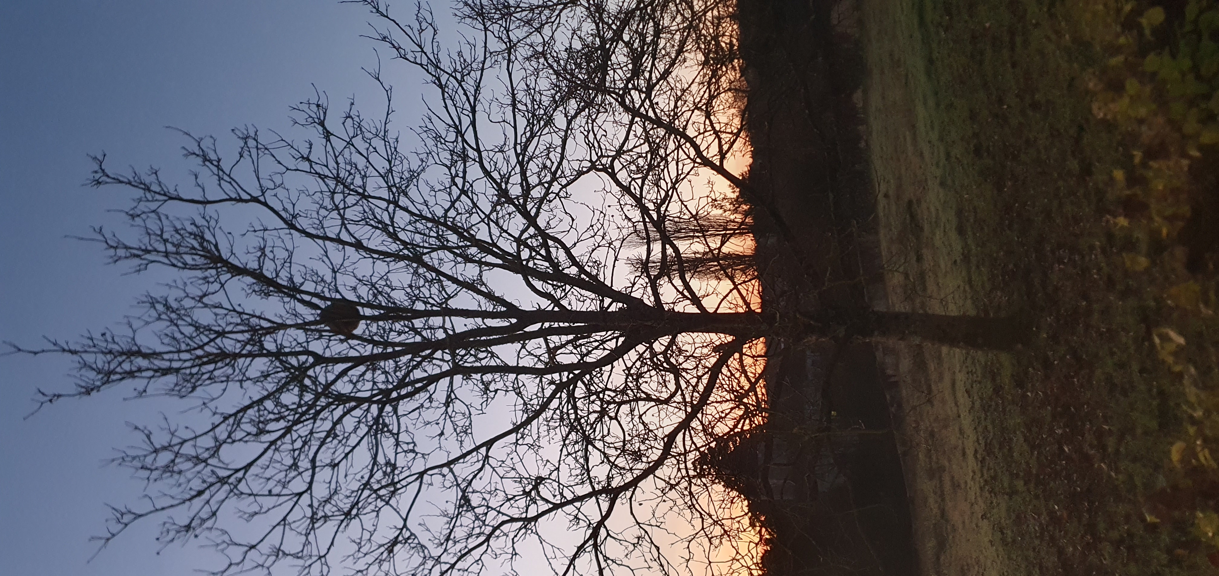 Photo du nid de frelon asiatique signalé à 86440