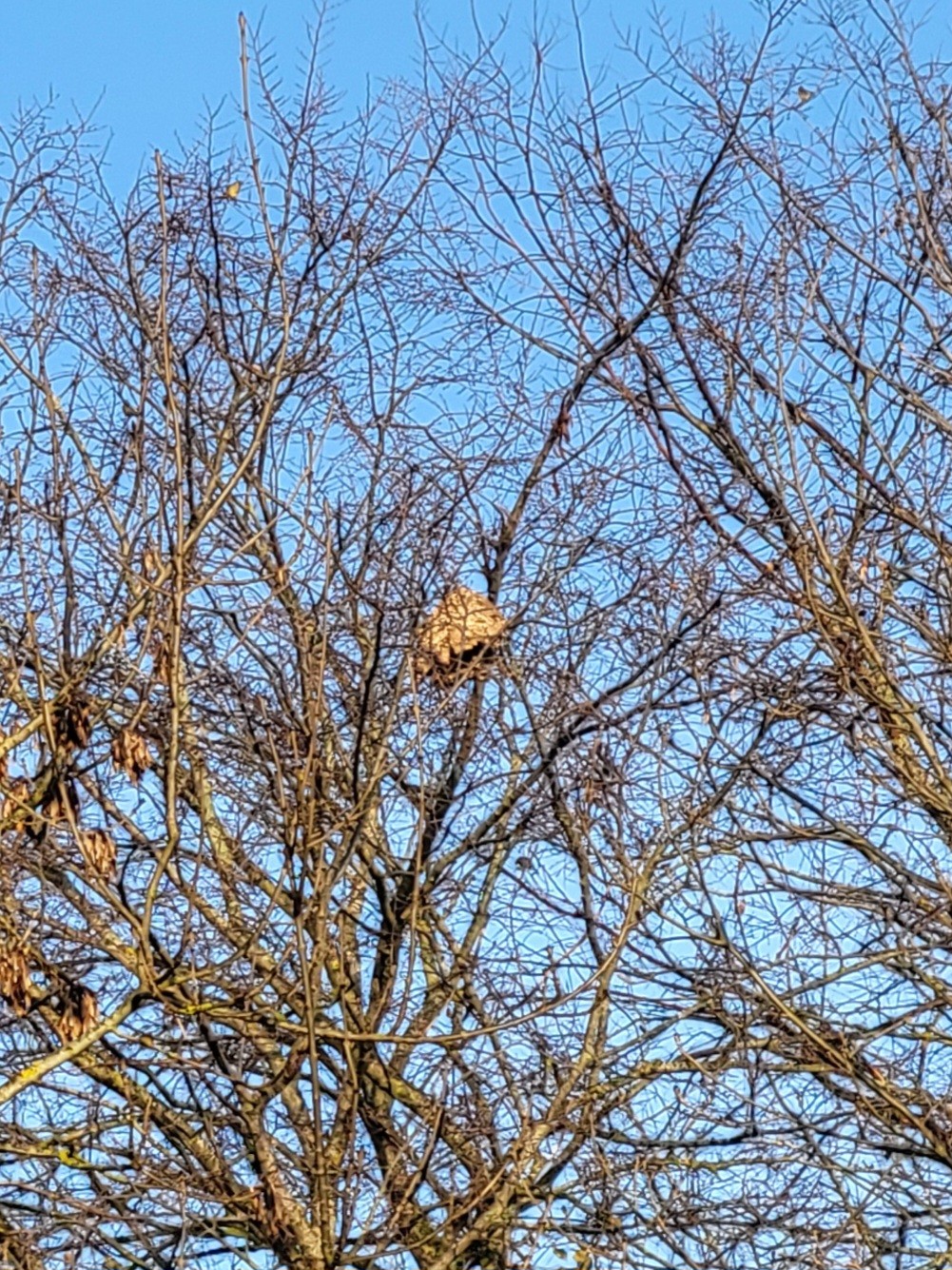 Photo du nid de frelon asiatique signalé à Ensisheim