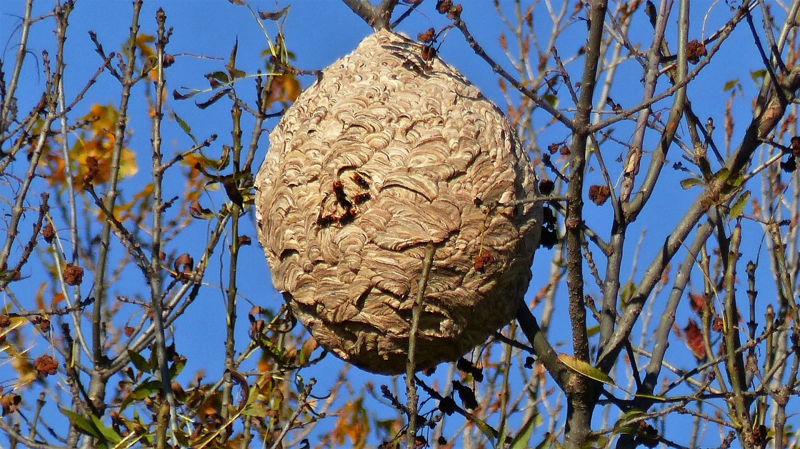 Photo du nid de frelon asiatique signalé à Beaugency