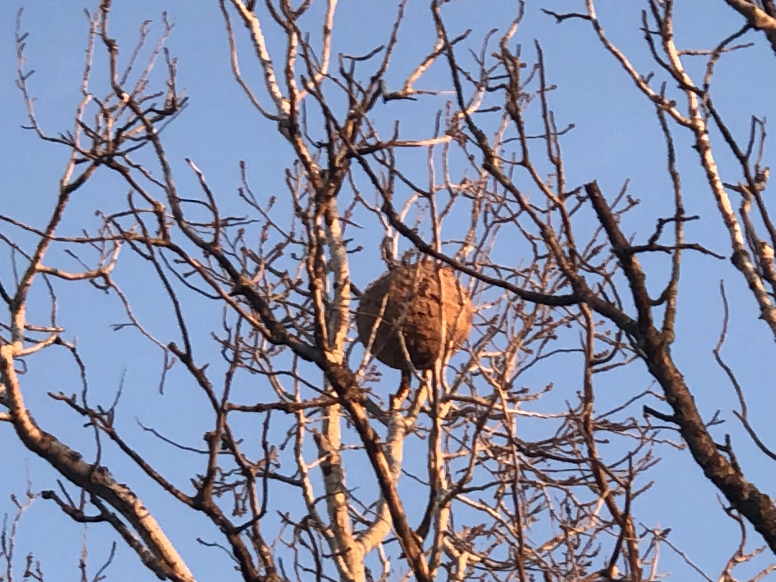 Photo du nid de frelon asiatique signalé à Arles