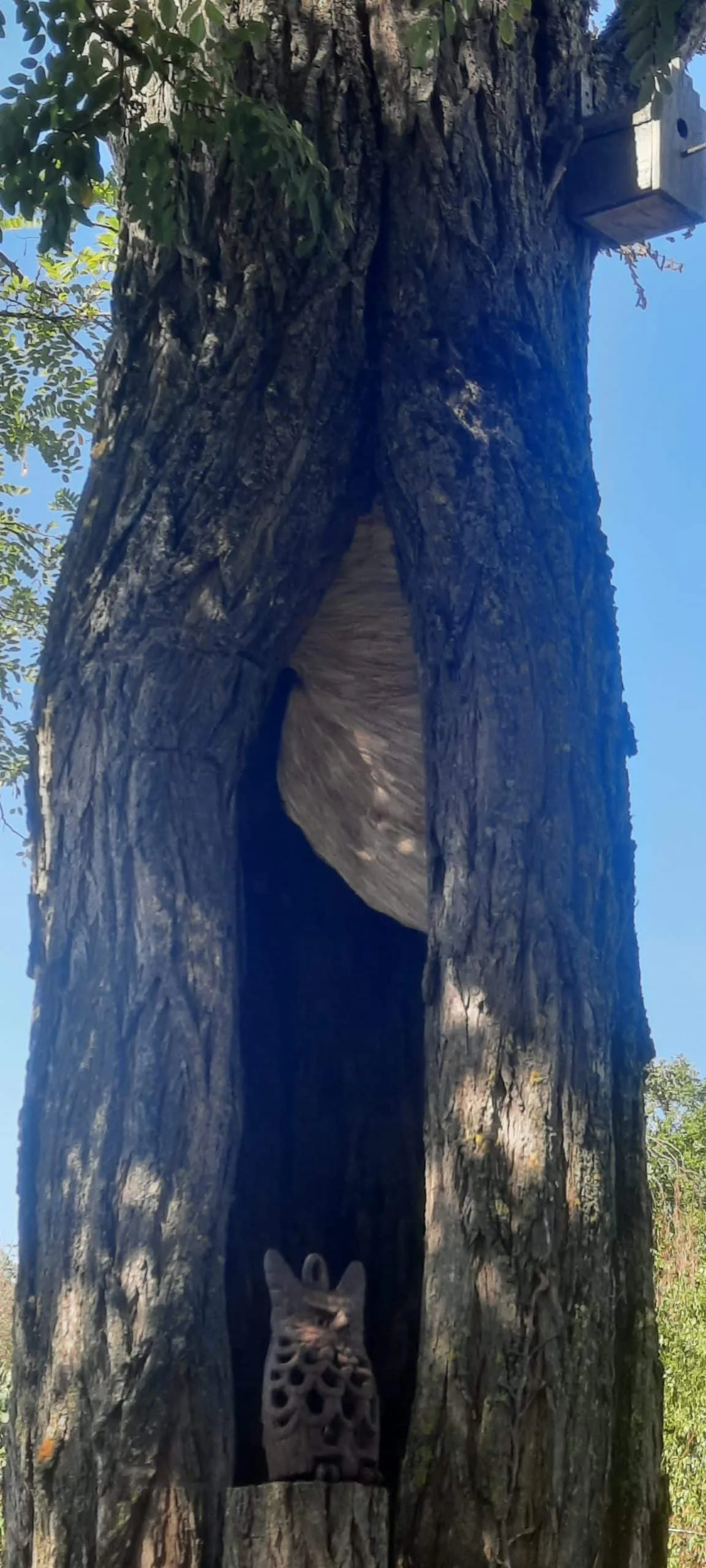 Nid neutralisé à Saint-Nicolas