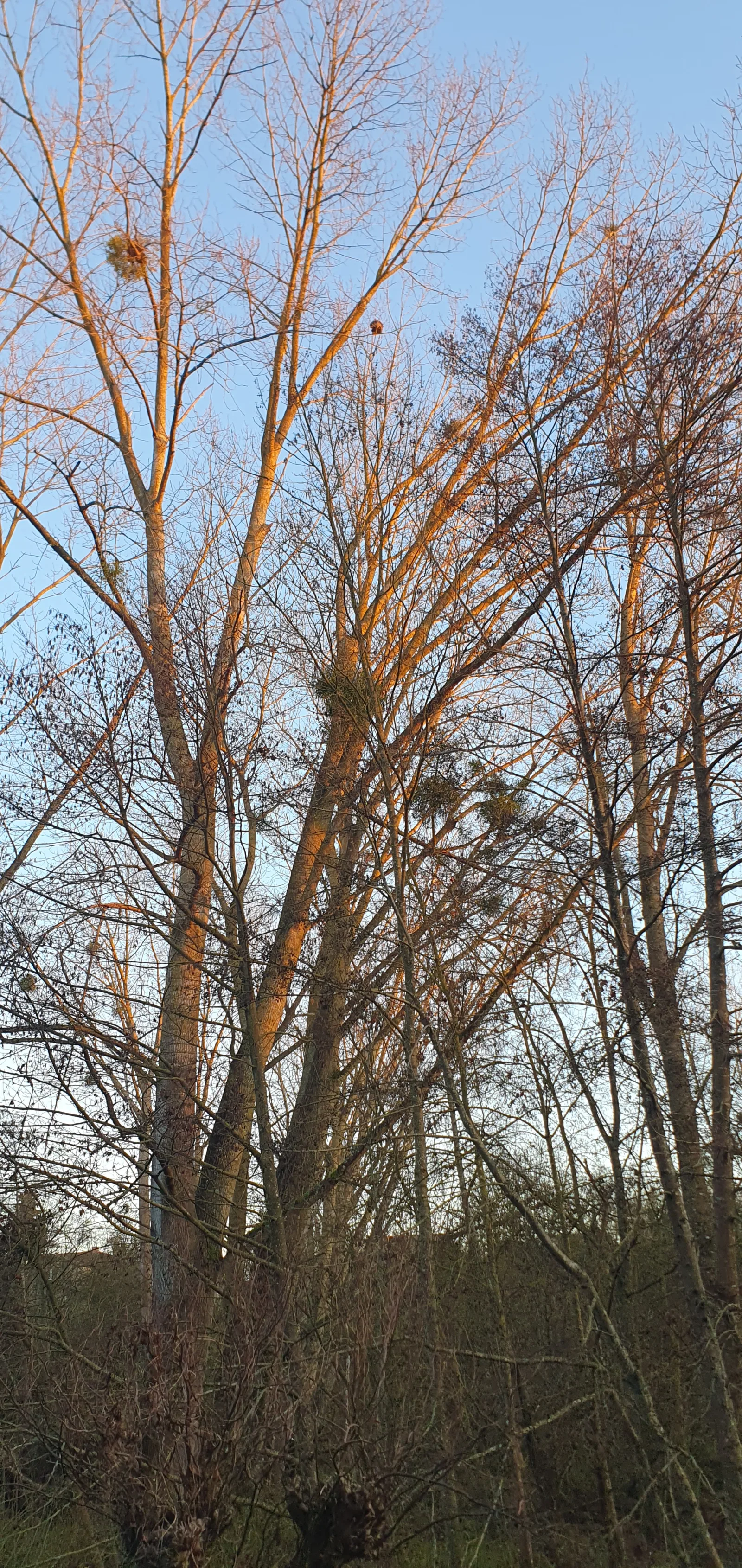 Photo du nid de frelon asiatique signalé à 86440