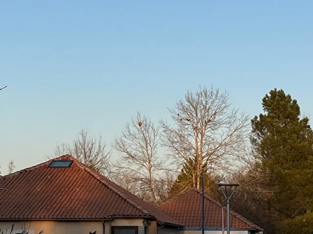 Photo du nid de frelon asiatique signalé à Beaumont Saint-Cyr