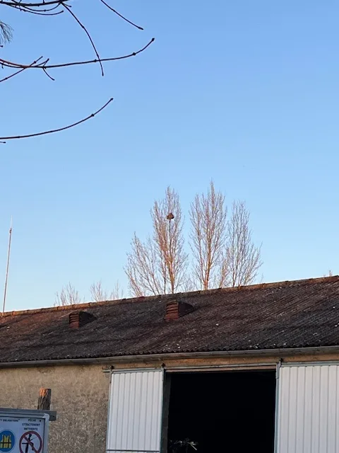 Photo du nid de frelon asiatique signalé à Beaumont Saint-Cyr