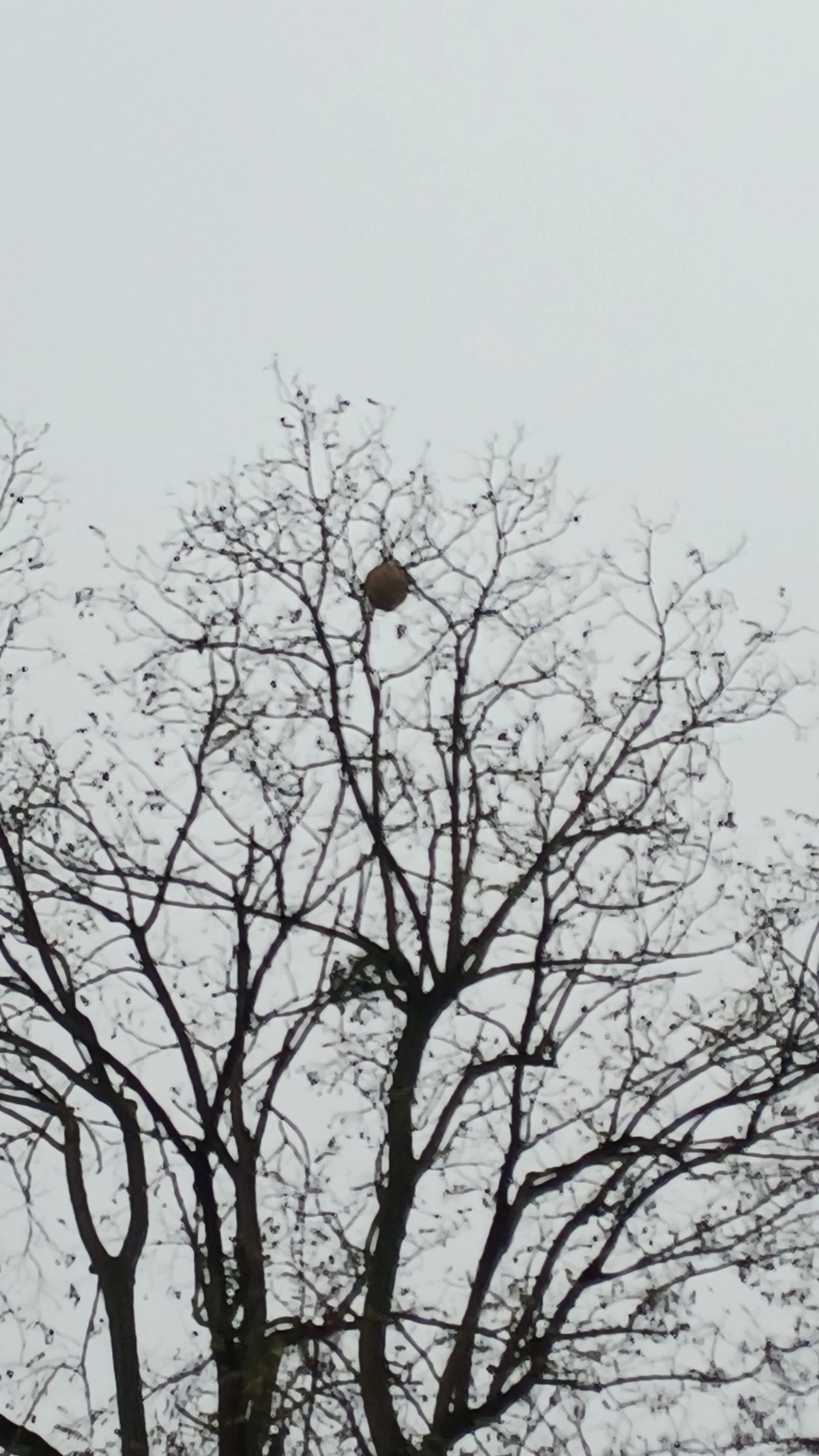 Photo du nid de frelon asiatique signalé à Rosny-sous-Bois