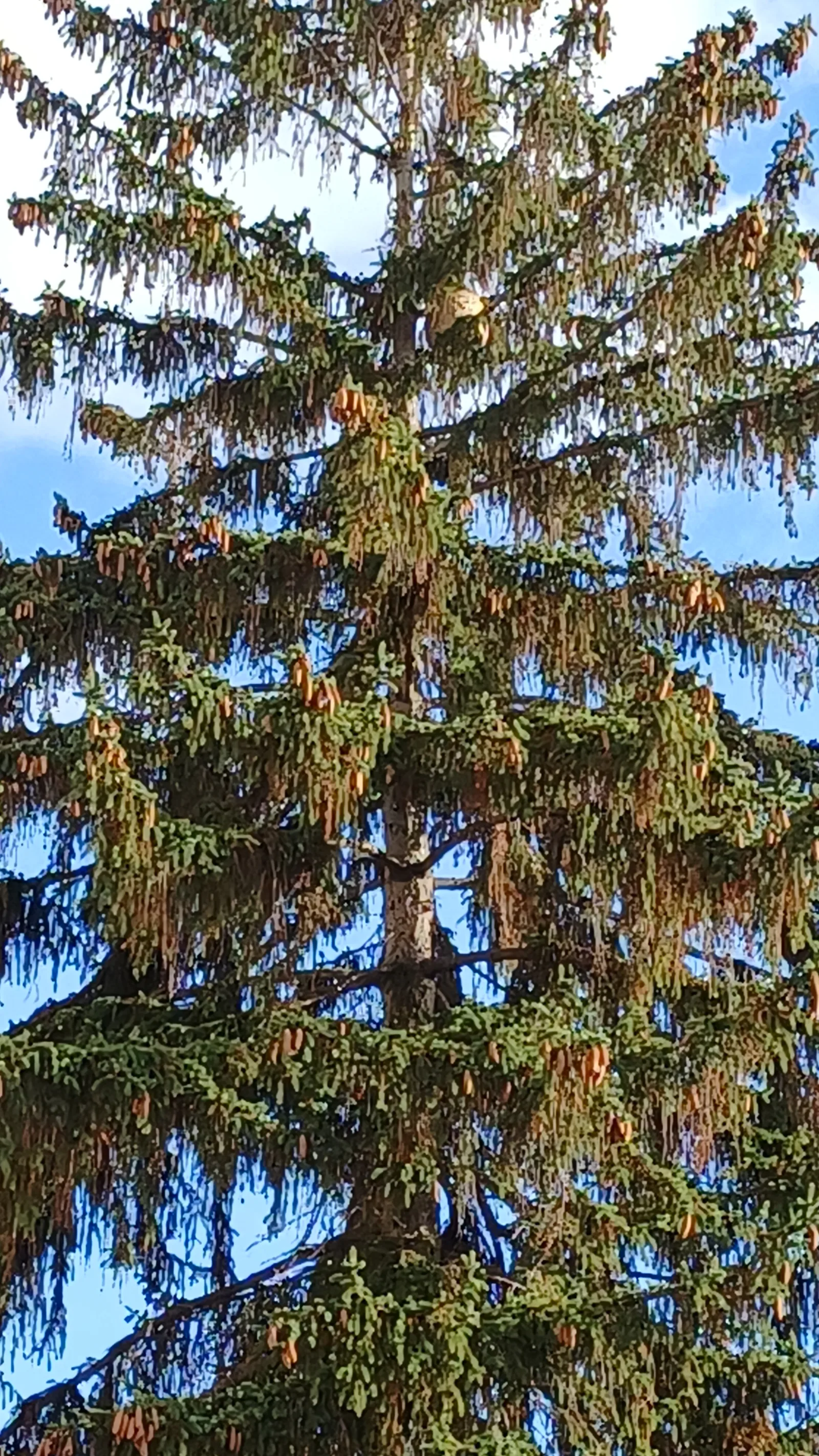 Photo du nid de frelon asiatique signalé à Noisy-le-Sec