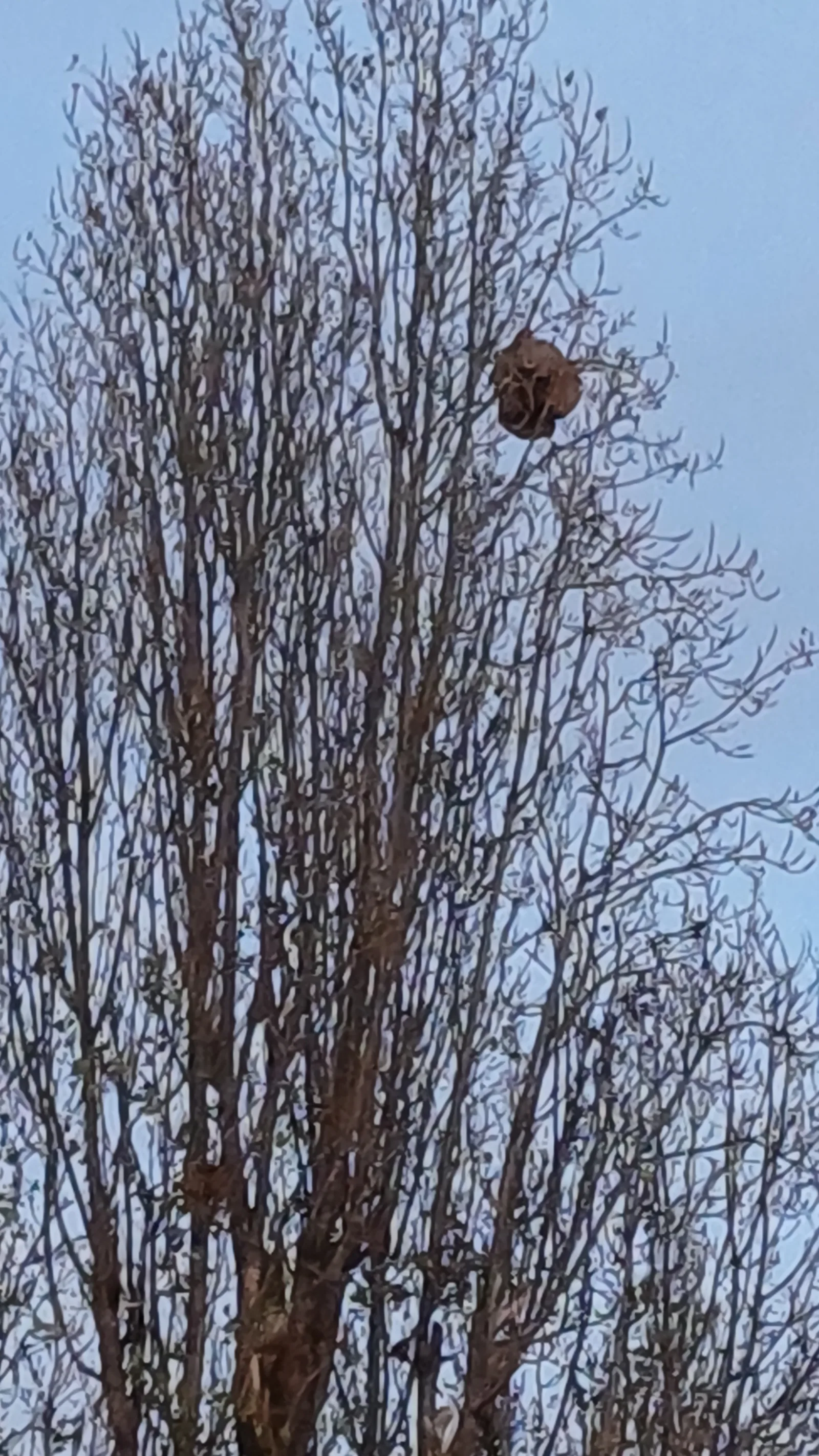 Photo du nid de frelon asiatique signalé à Baillet-en-France