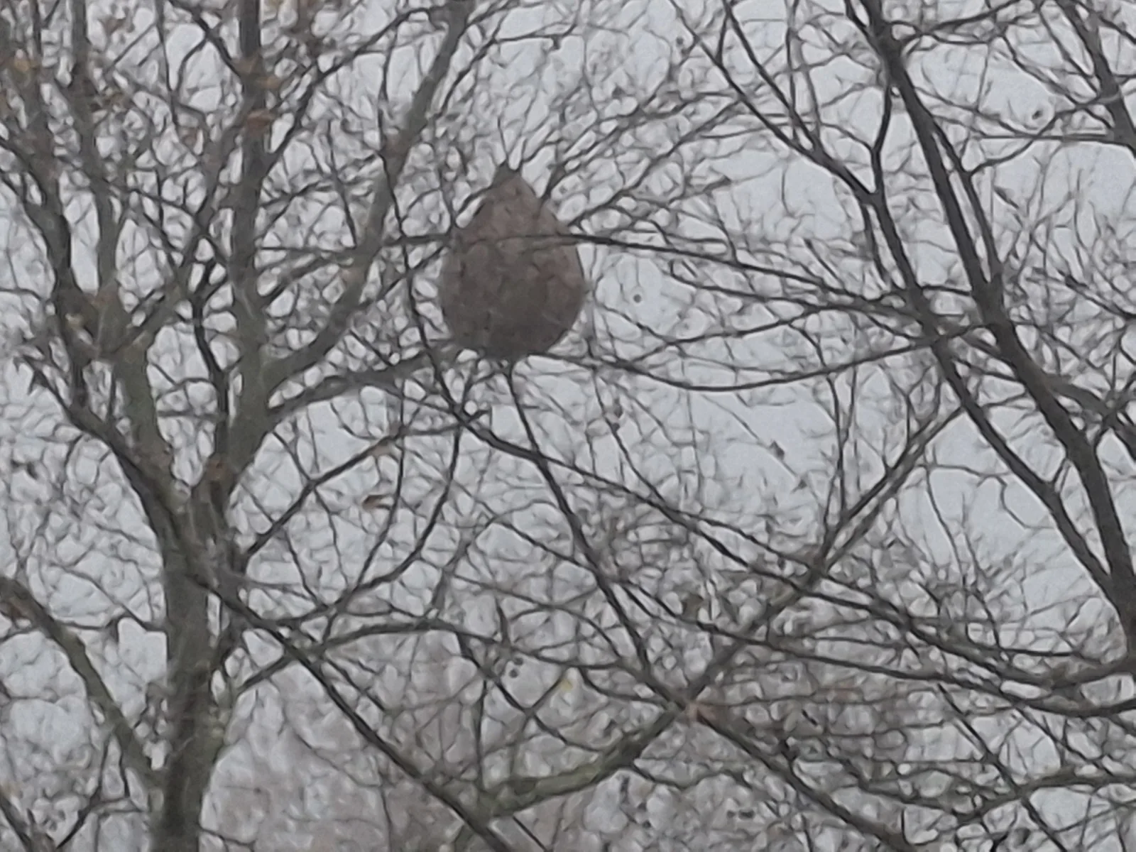 Photo du nid de frelon asiatique signalé à Lyon