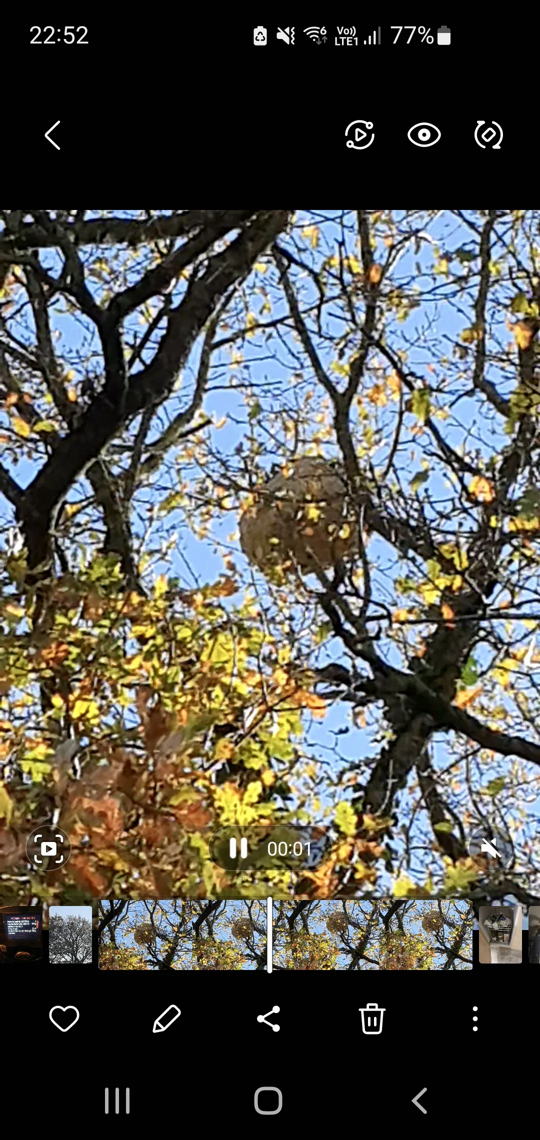 Photo du nid de frelon asiatique signalé à Rocheservière