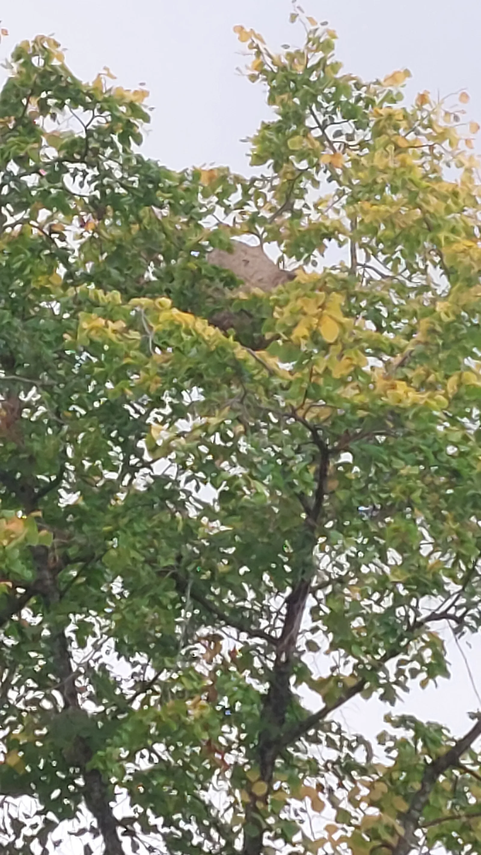 Nid neutralisé à Évry-Courcouronnes