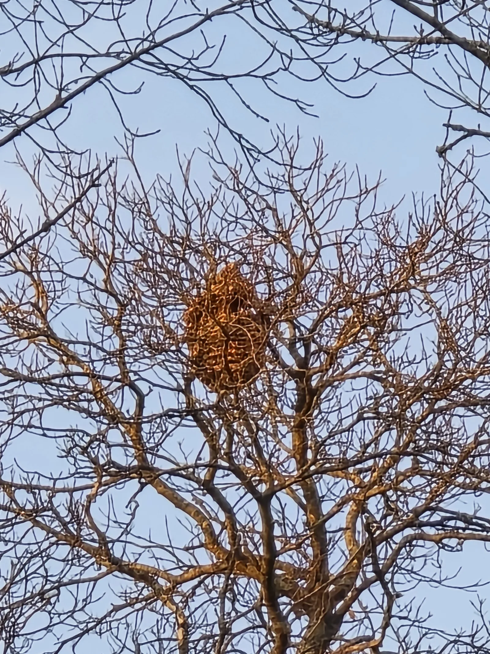 Nid signalé à Auvillars