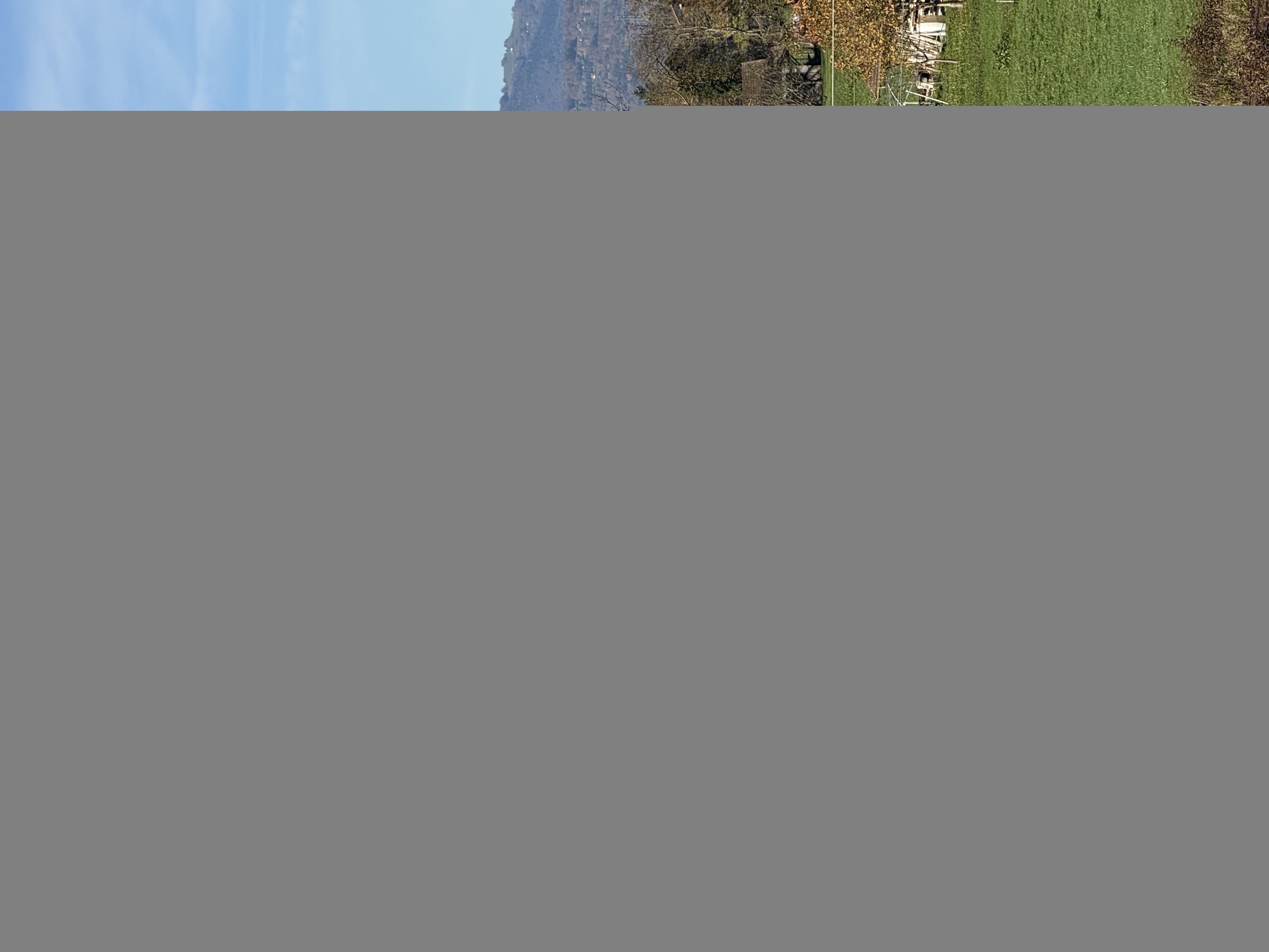 Photo du nid de frelon asiatique signalé à Bonneville