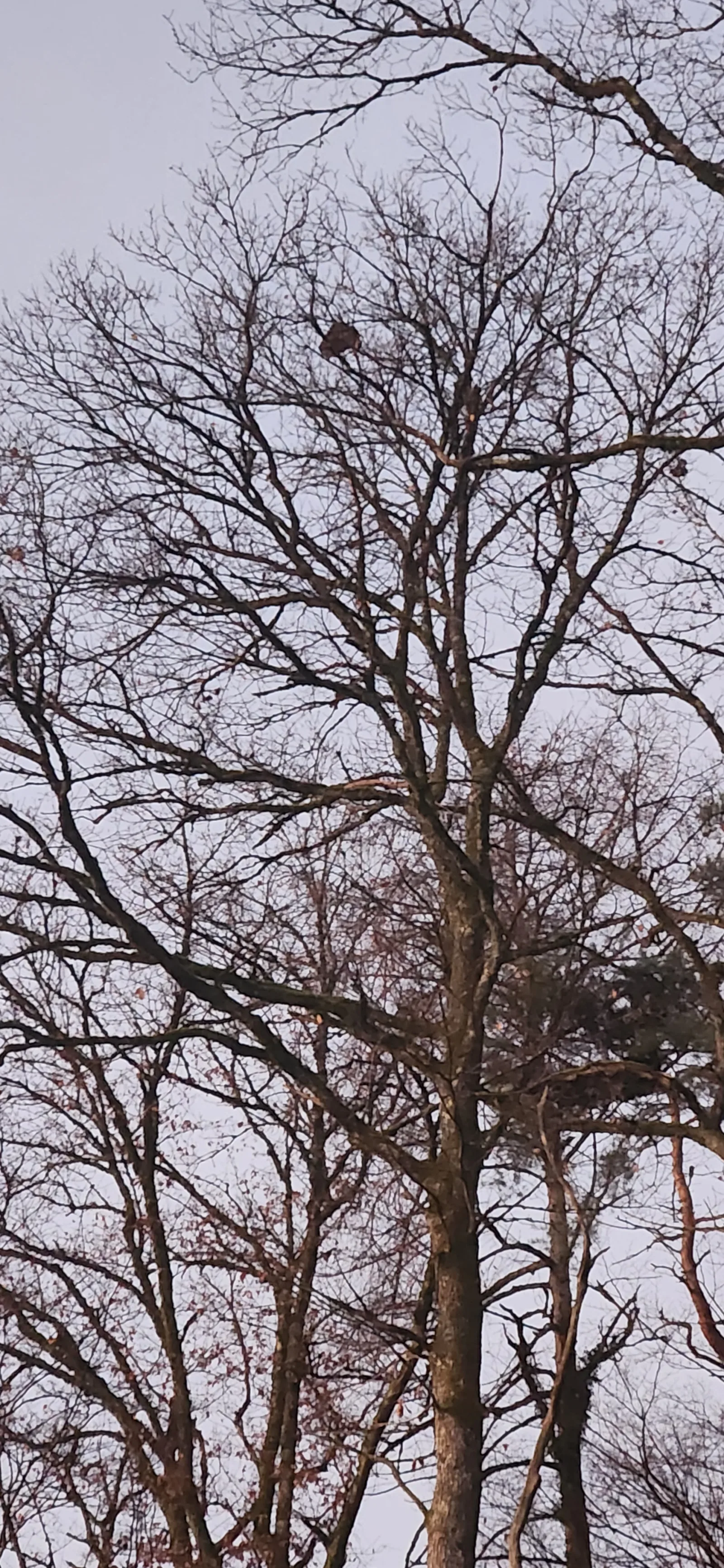 Nid signalé à Onans