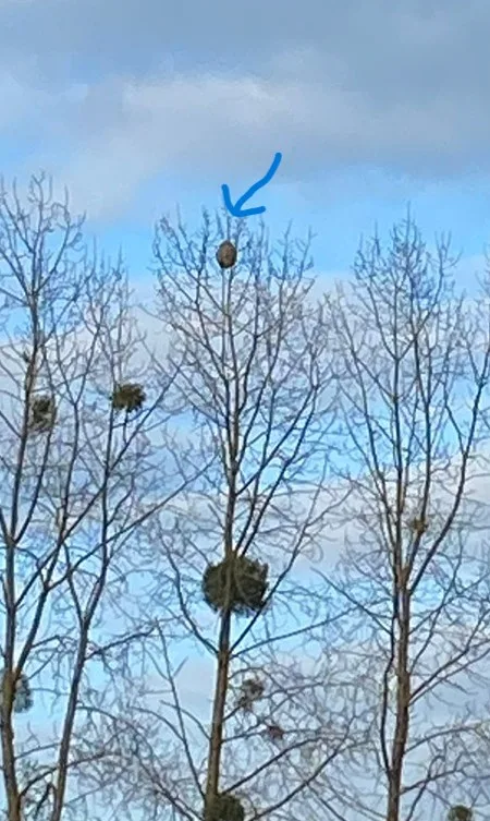 Nid signalé à Thuré