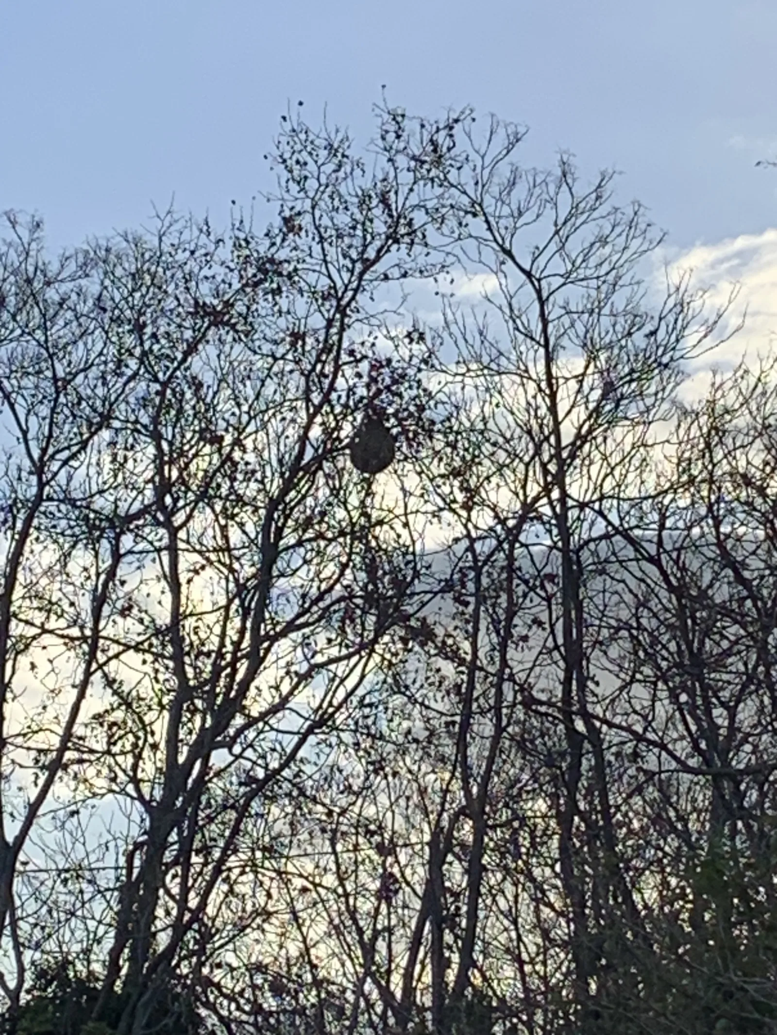 Photo du signalement #748