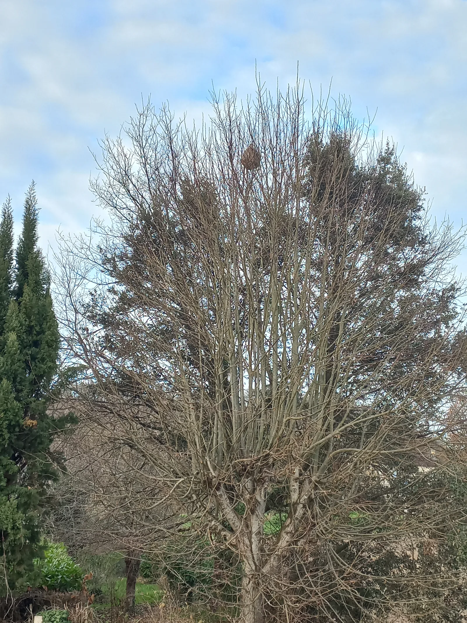 Nid signalé à Castelculier