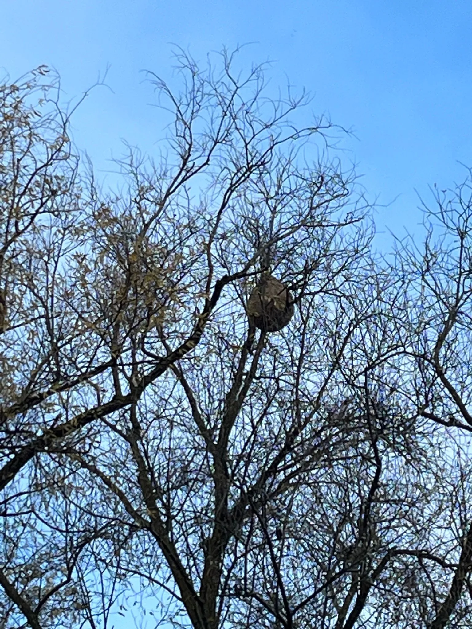 Nid signalé à Noisy-le-Grand