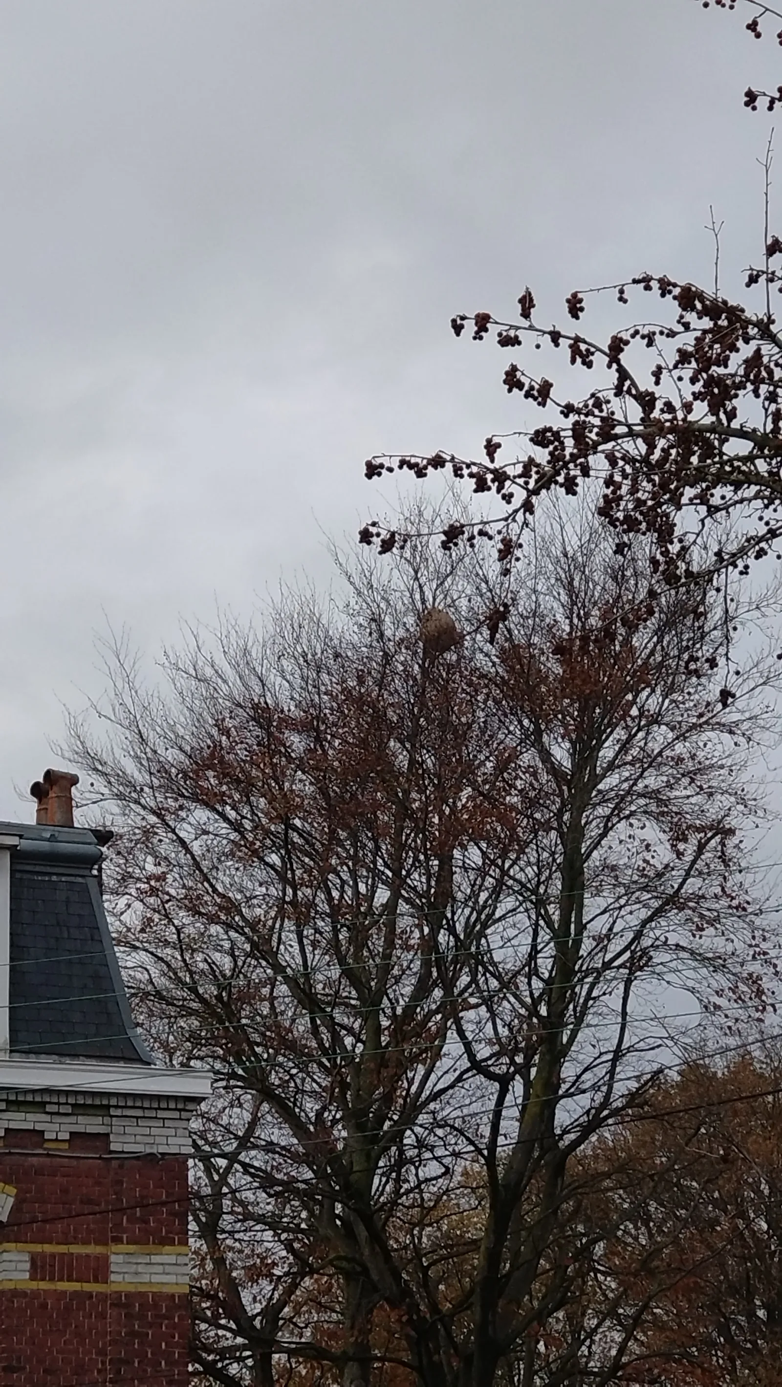 Nid signalé à Mons-en-Barœul