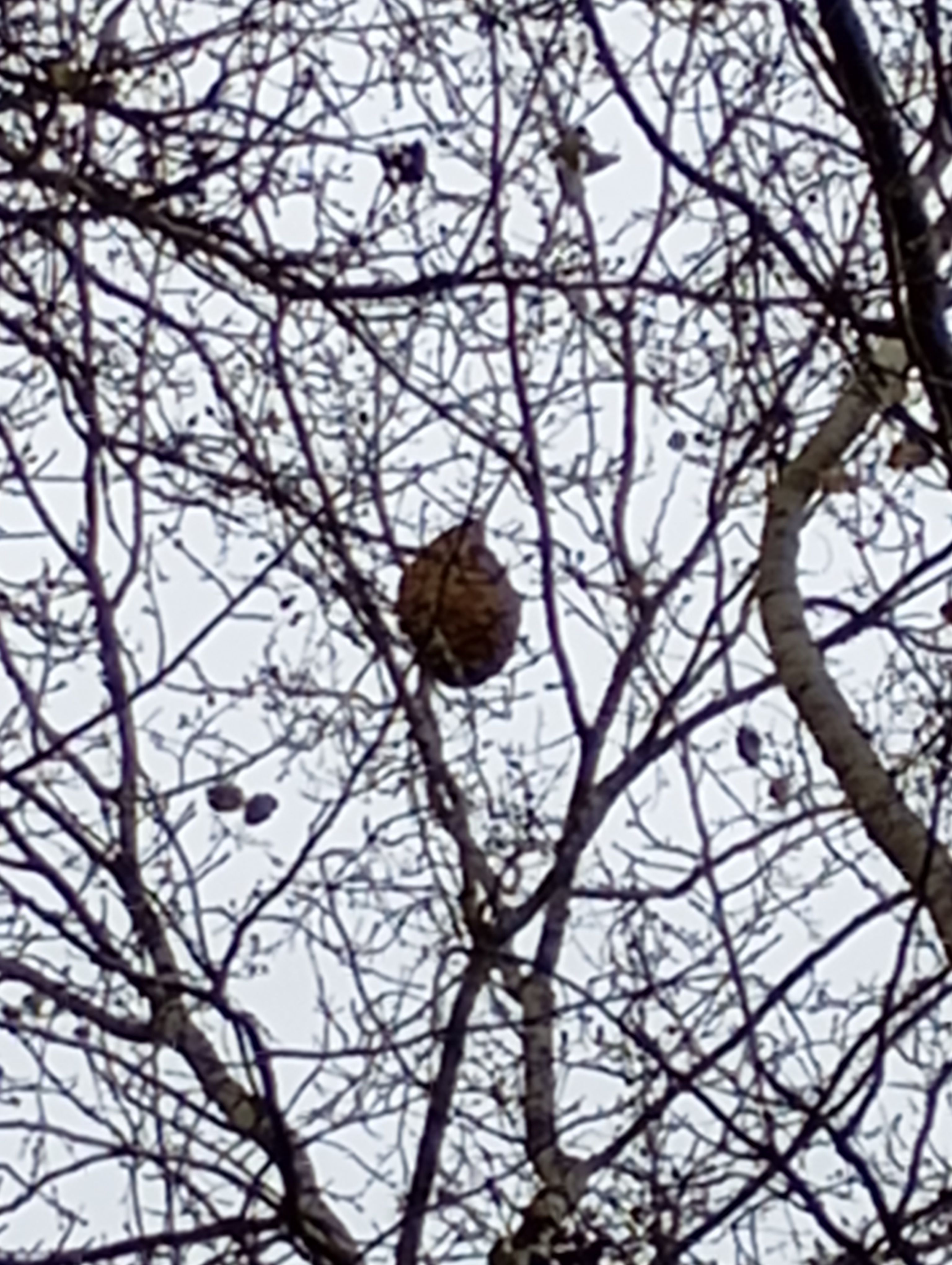Photo du nid de frelon asiatique signalé à Brenouille